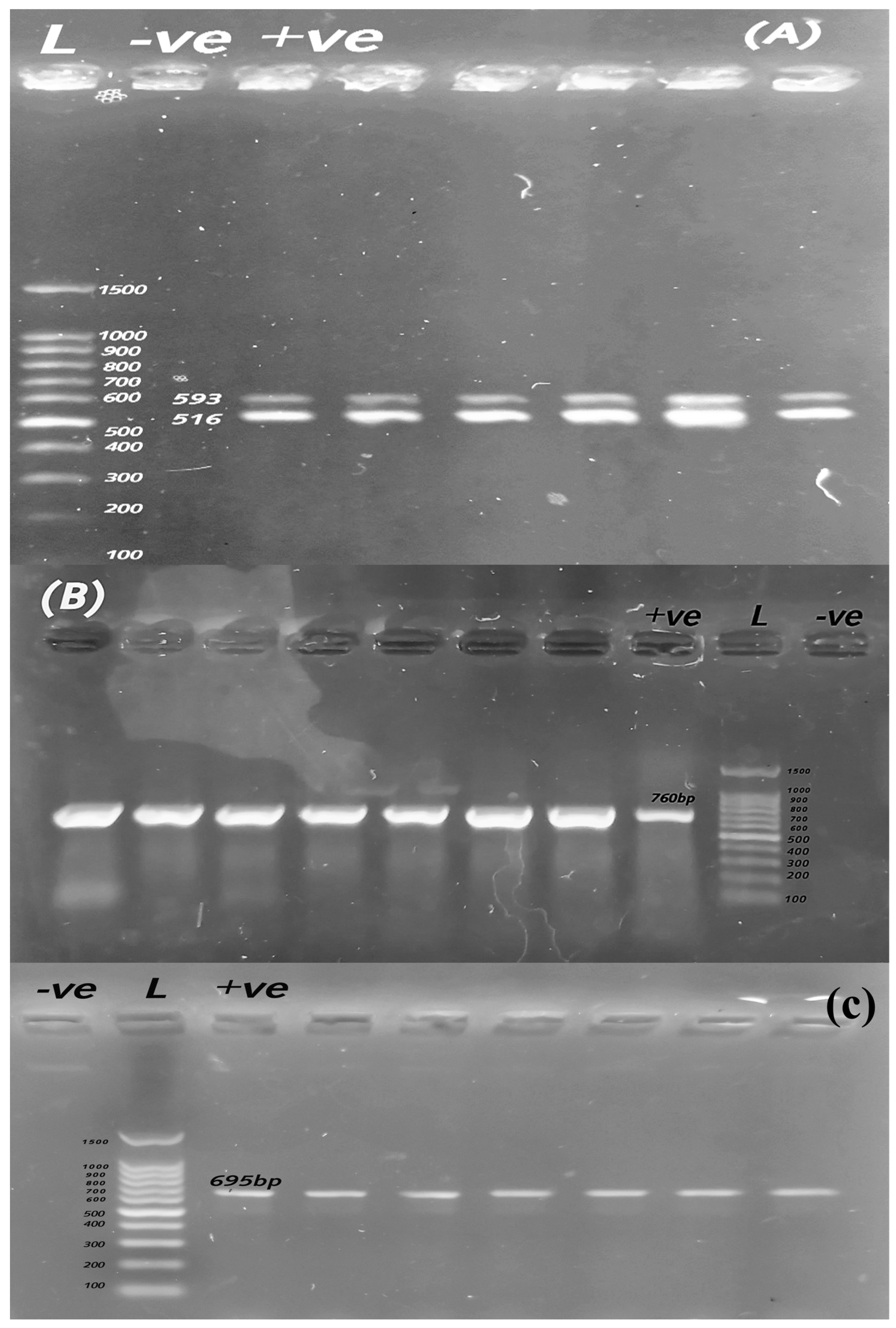 Pathogens 14 01176 g002