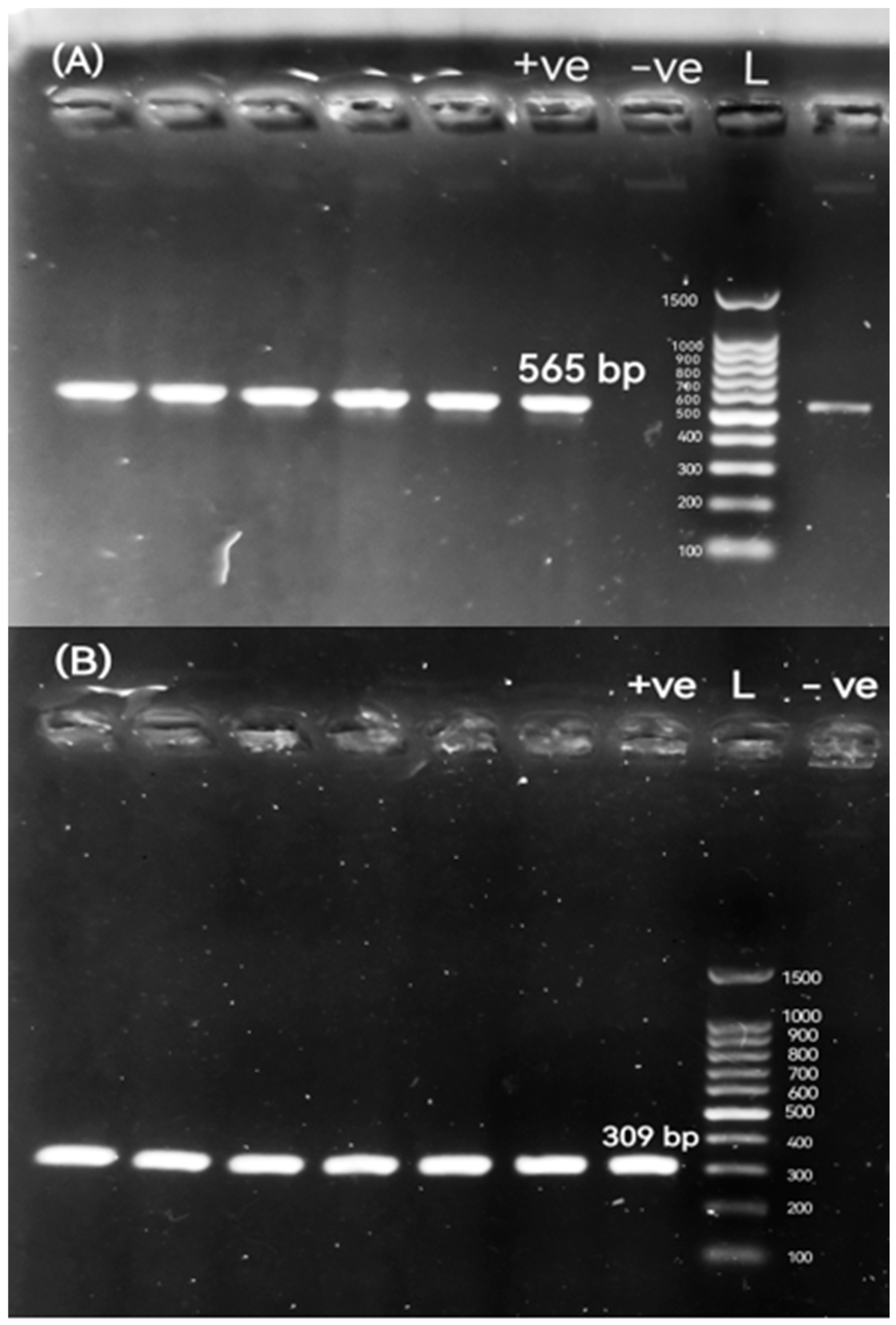 Pathogens 14 01176 g005