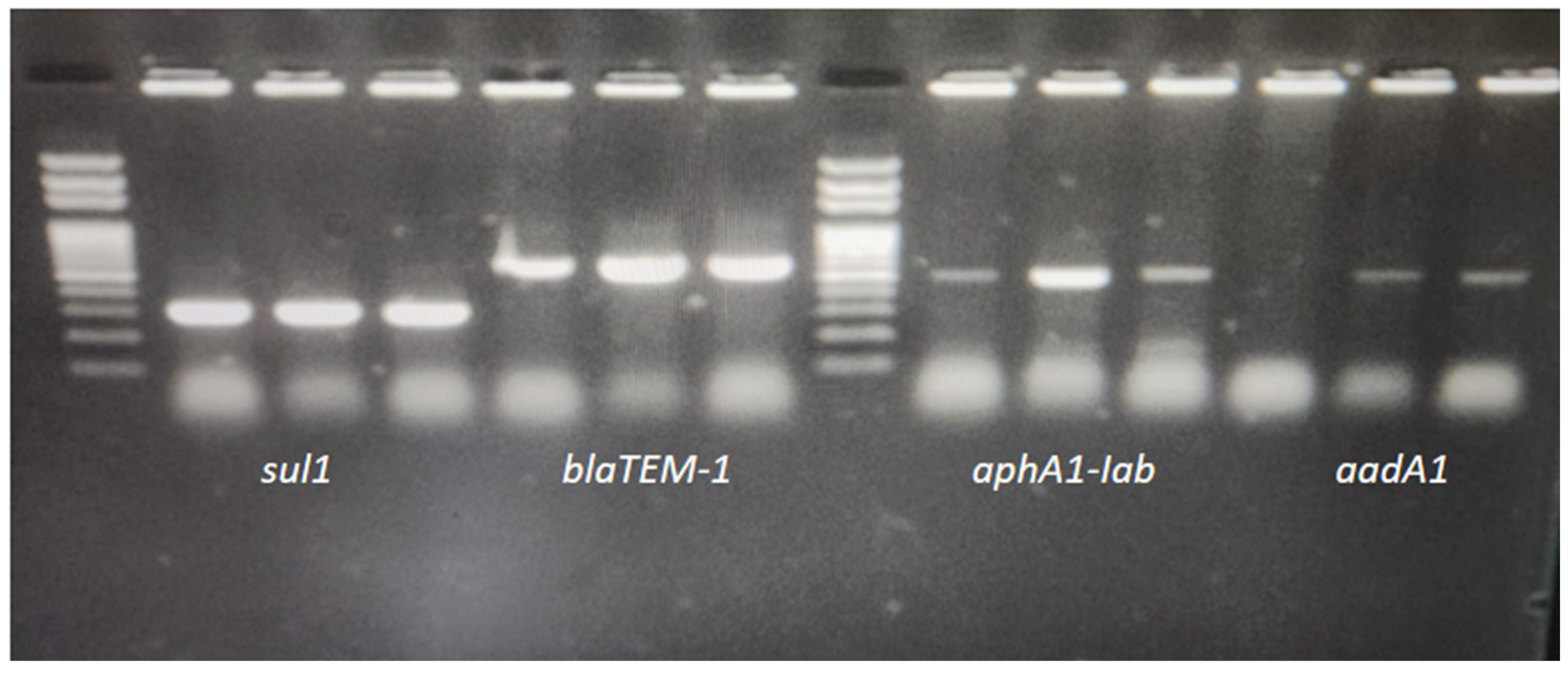 Pathogens 14 01178 g002