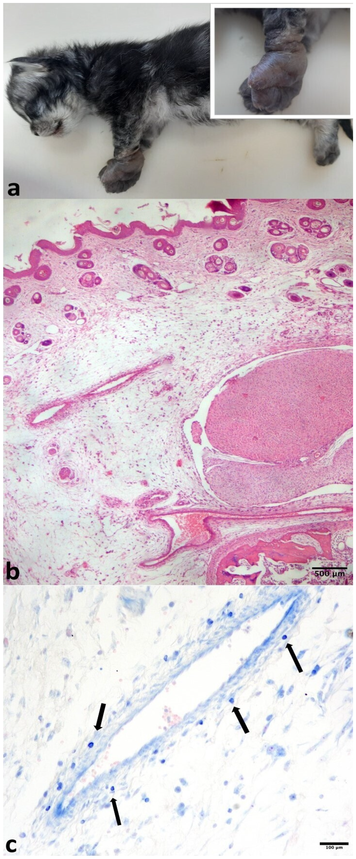 Pathogens 14 01183 g001 Pathogens 14 01183 g001