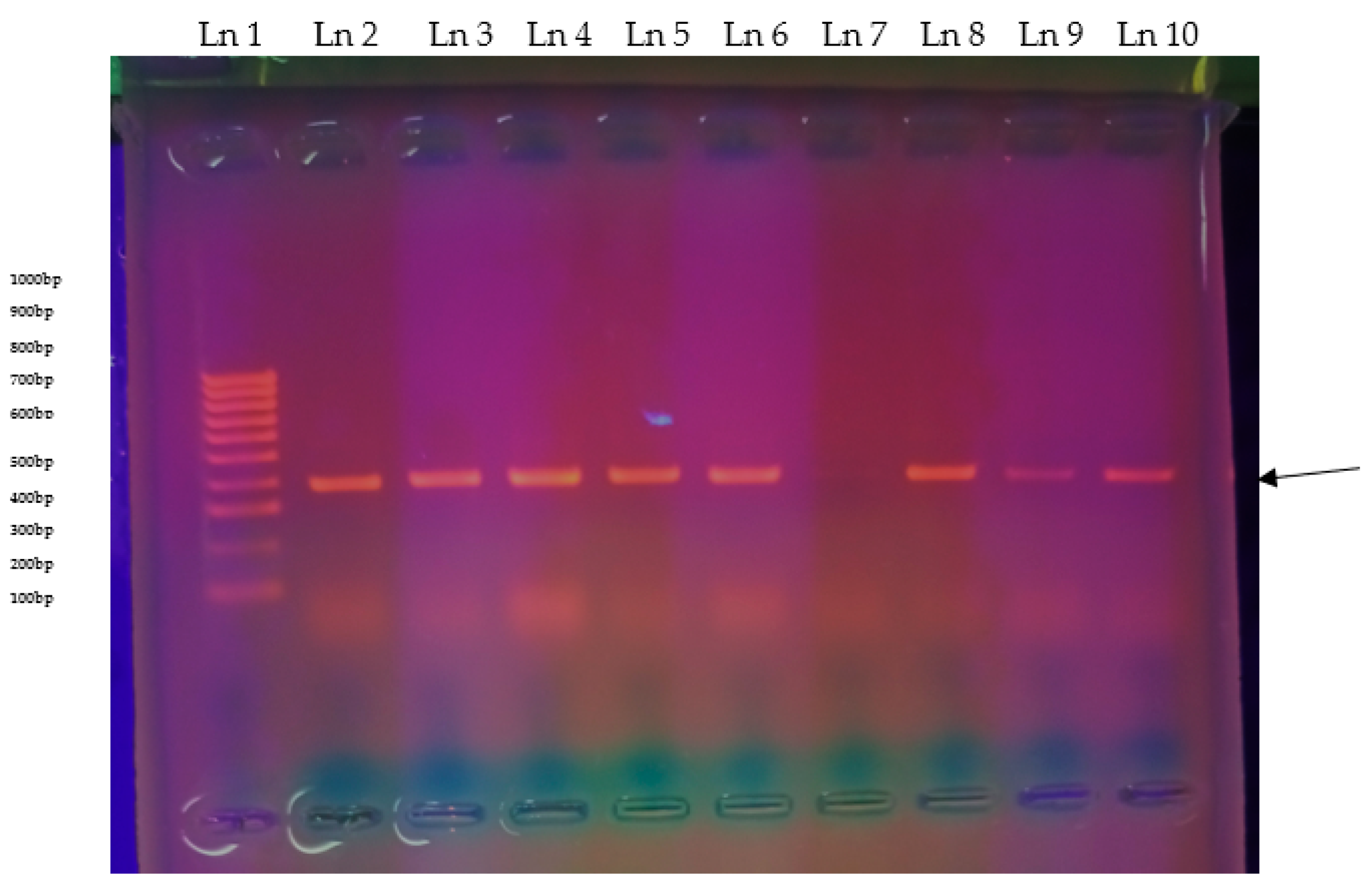 Pathogens 14 01207 g011 Pathogens 14 01207 g011