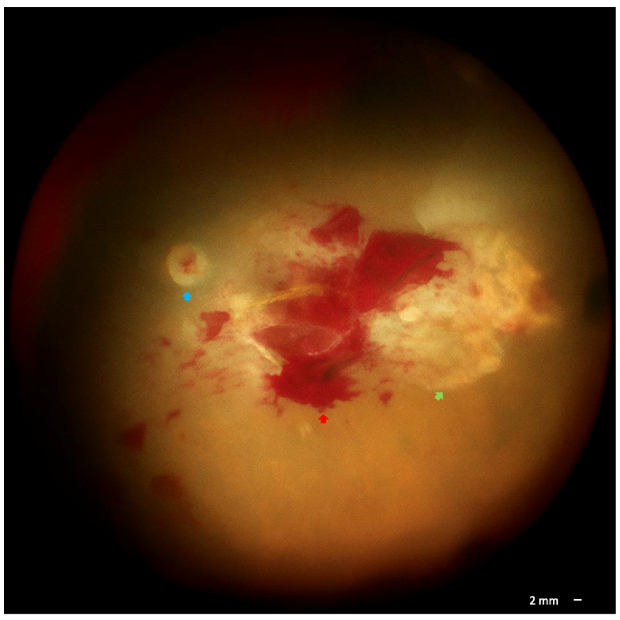 Pathogens 14 01222 g002
