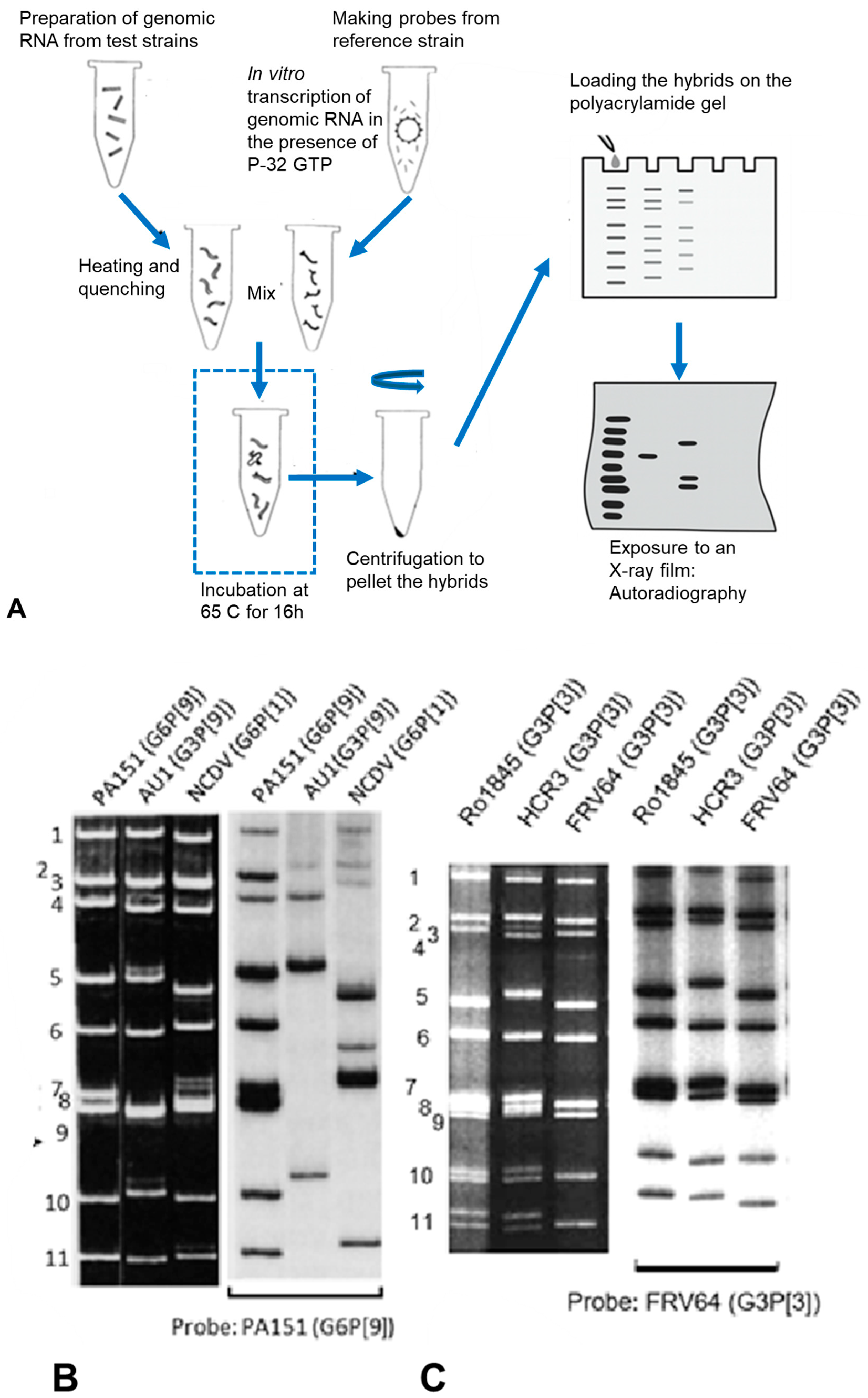 Pathogens 14 01230 g003 Pathogens 14 01230 g003