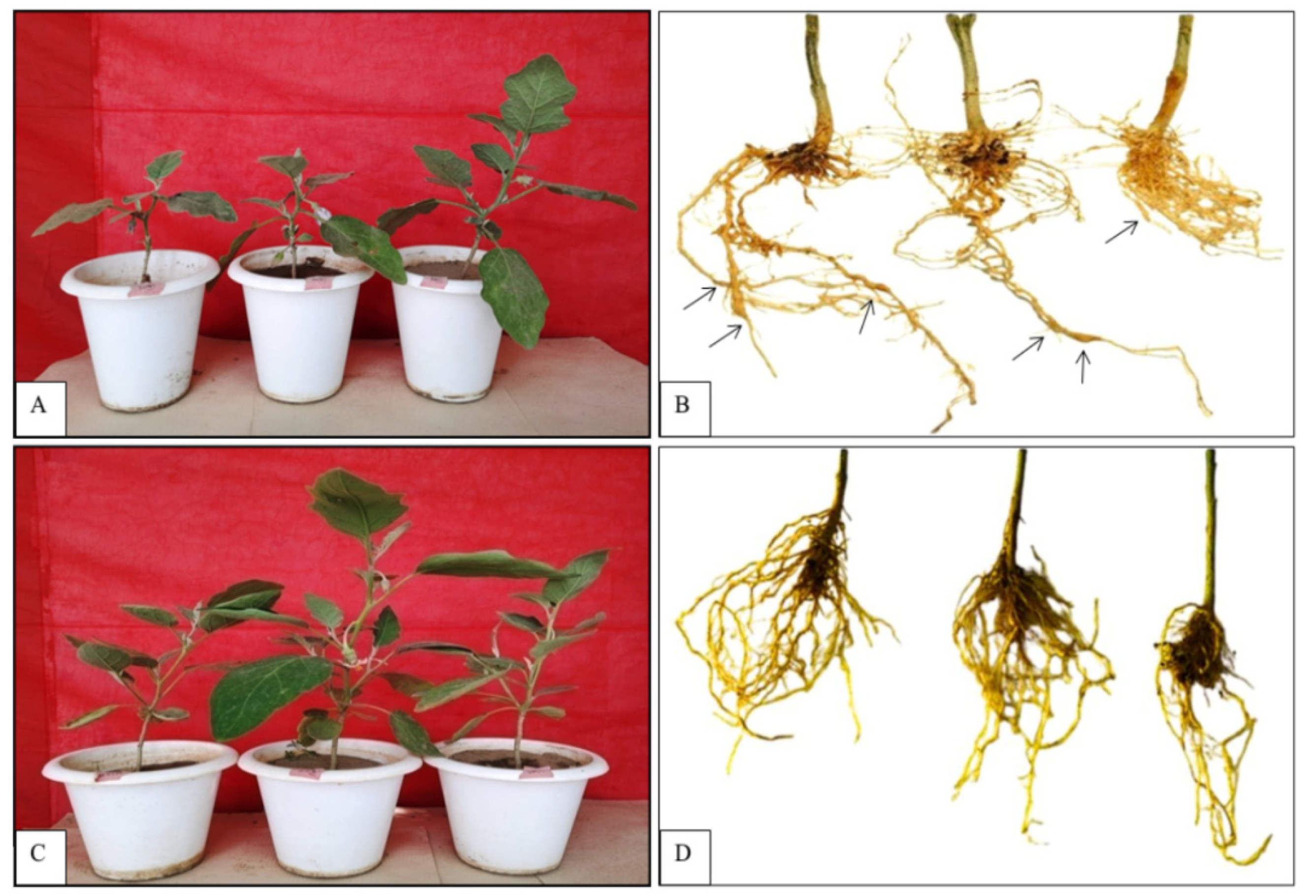 Pathogens 14 01257 g002 Pathogens 14 01257 g002
