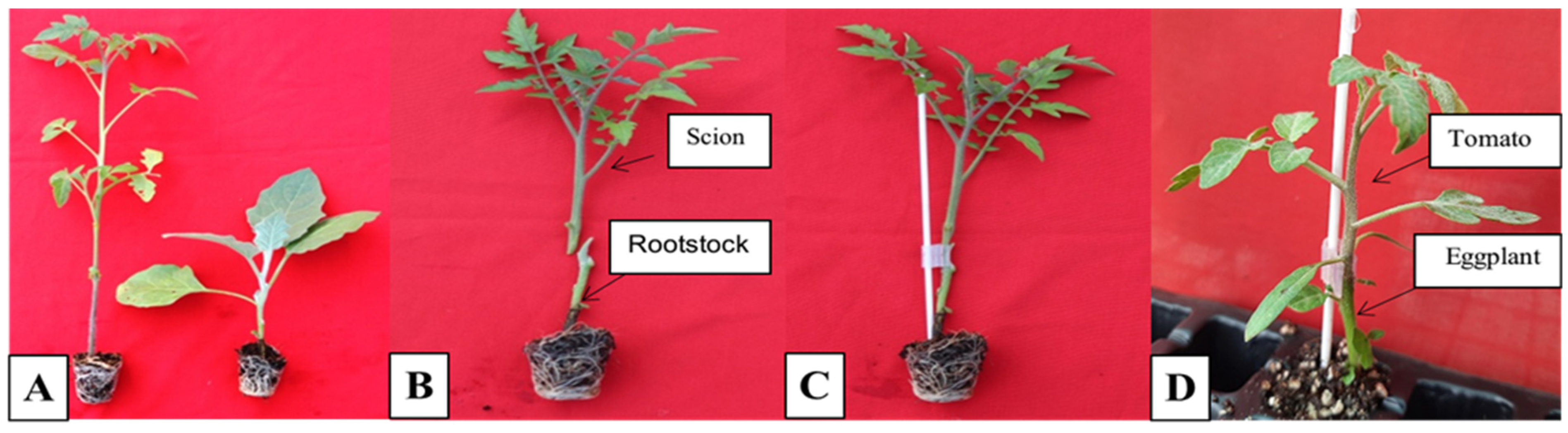 Pathogens 14 01257 g004 Pathogens 14 01257 g004