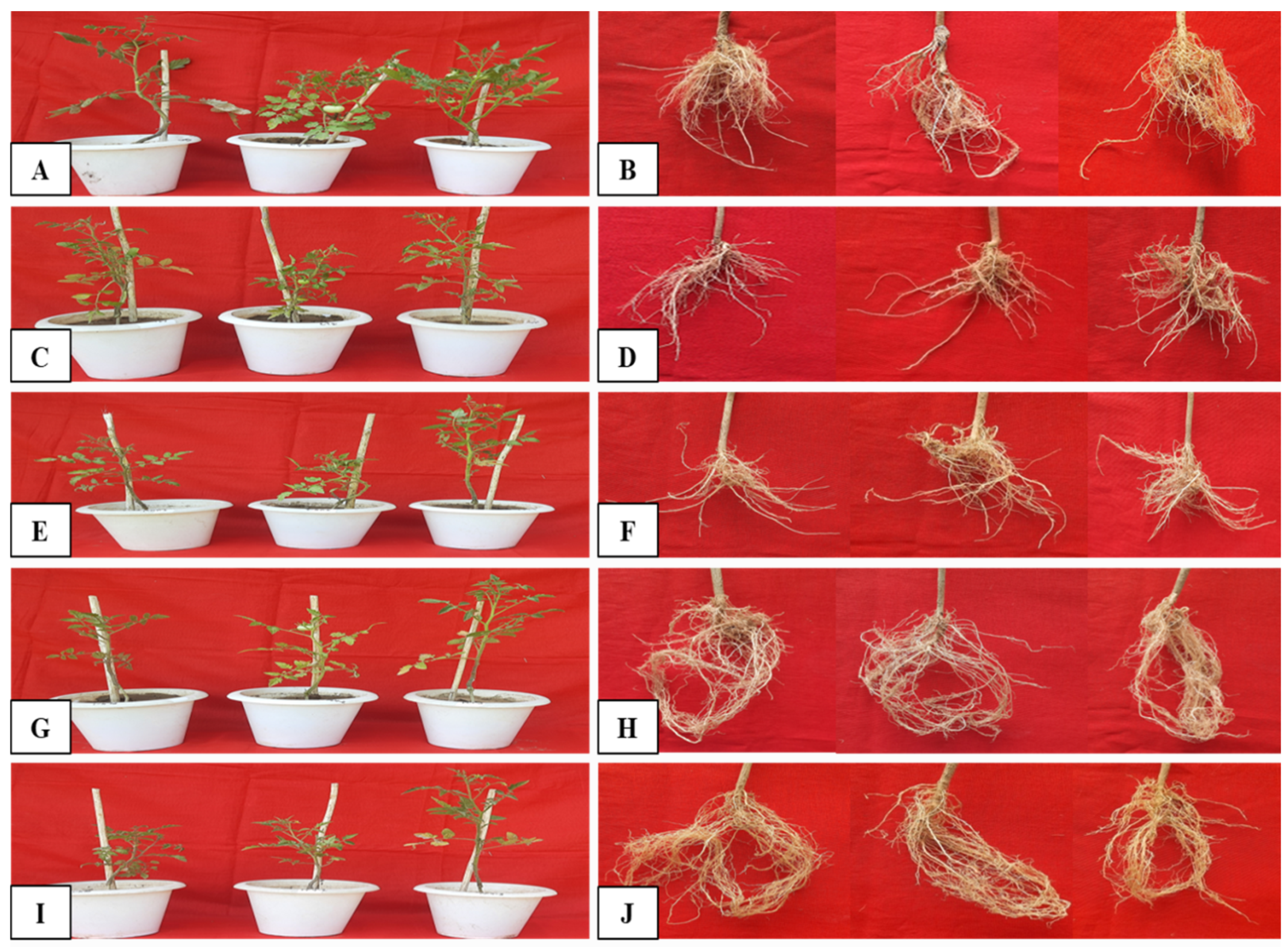 Pathogens 14 01257 g005 Pathogens 14 01257 g005