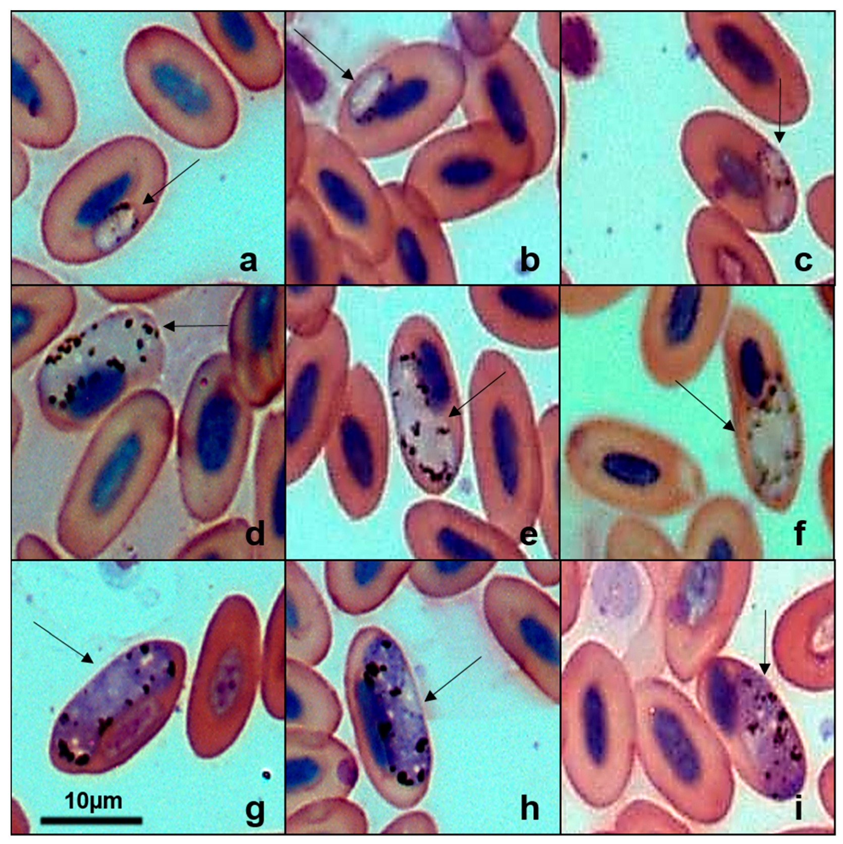 Pathogens 14 01286 g004 Pathogens 14 01286 g004
