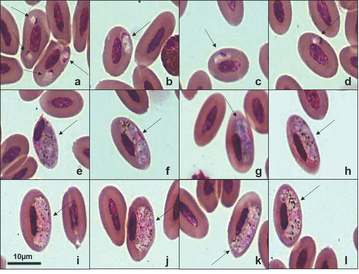 Pathogens 14 01286 g005 Pathogens 14 01286 g005