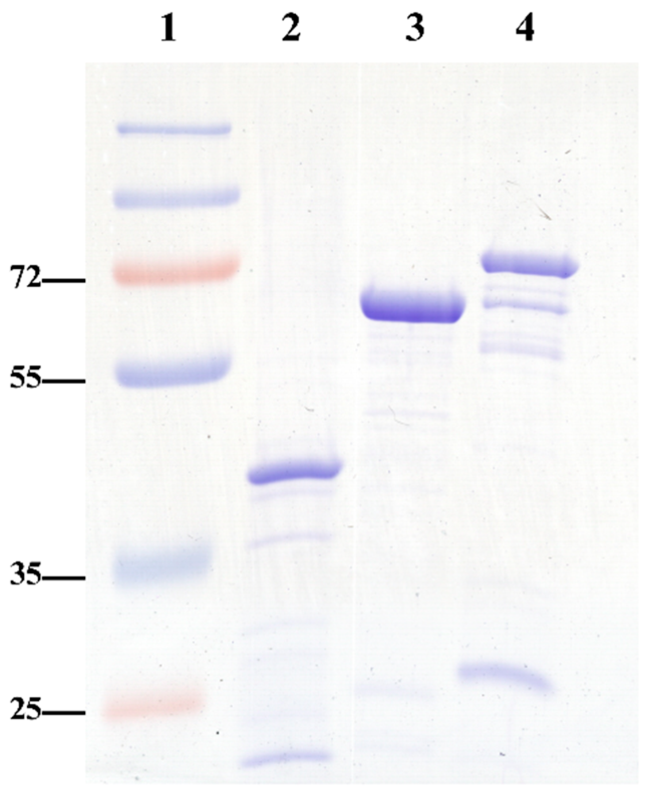 Pathogens 14 01298 g001