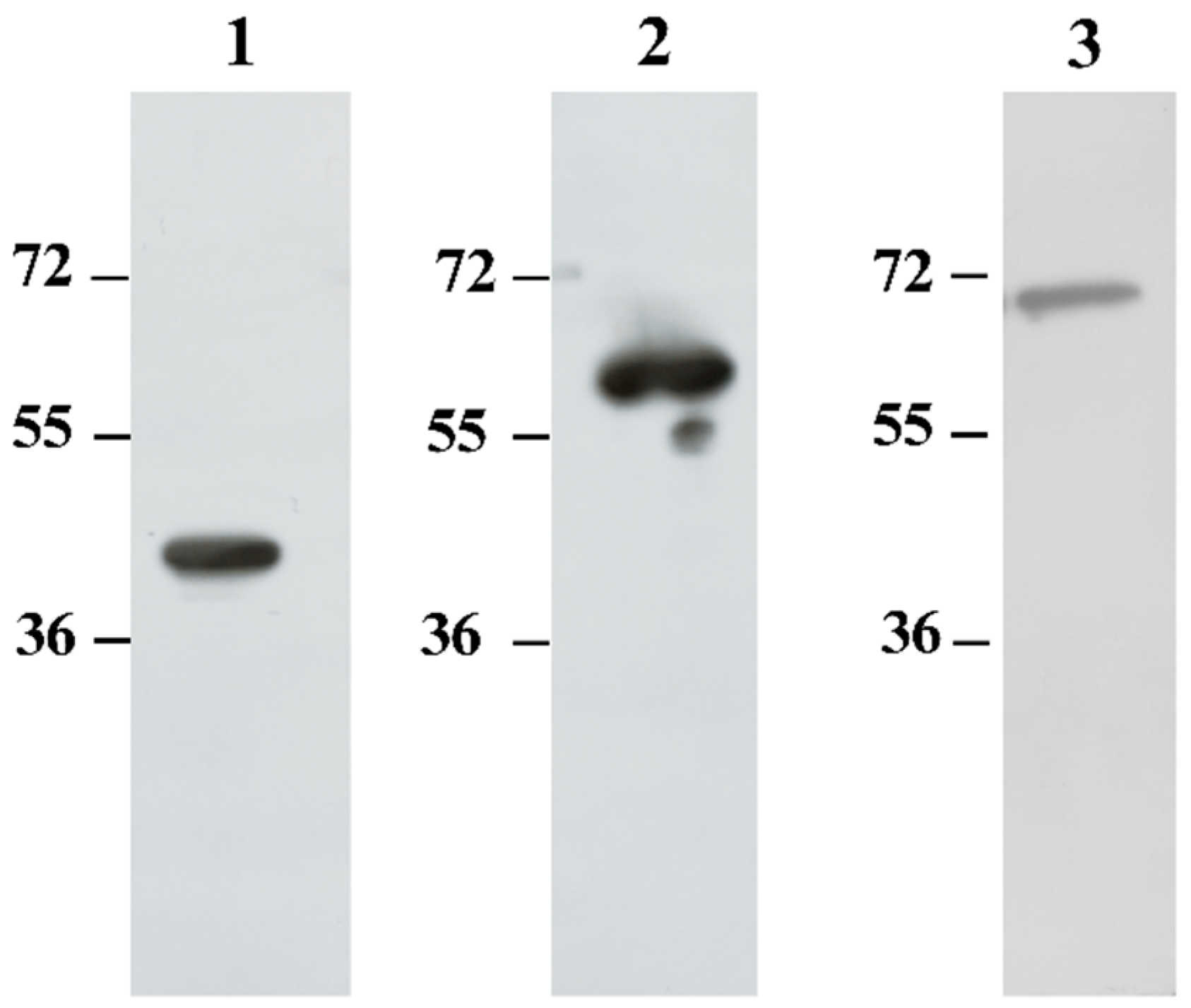 Pathogens 14 01298 g002