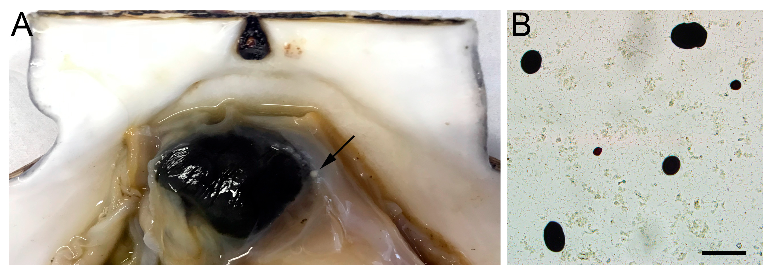 Pathogens 14 01303 g002