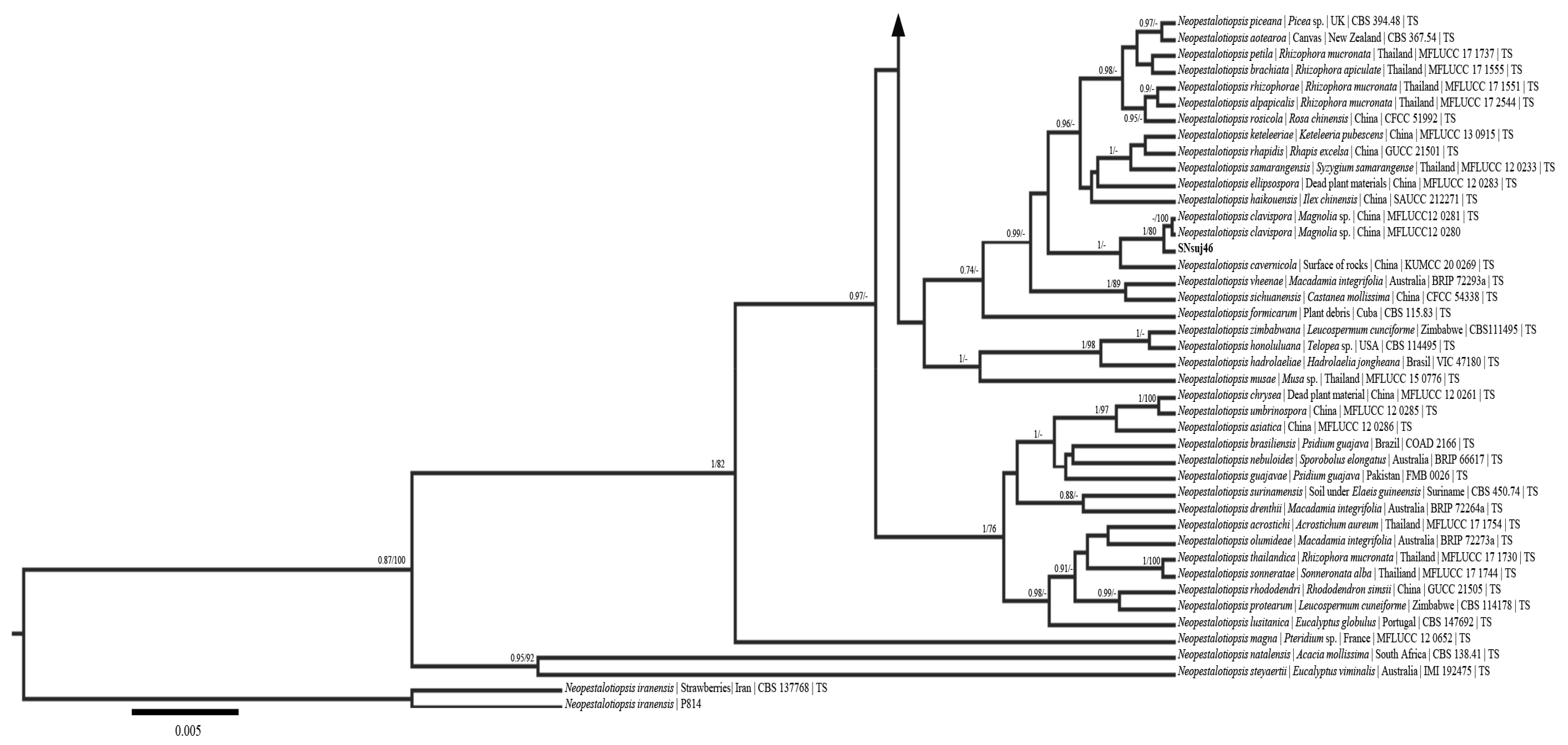 Pathogens 15 00010 g003b