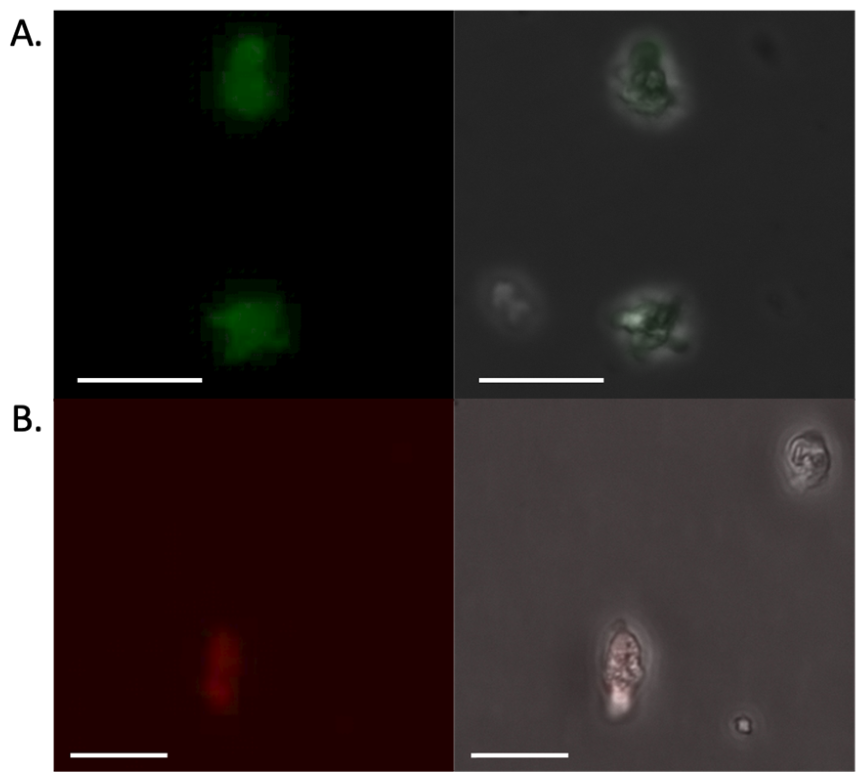 Pathogens 15 00012 g002