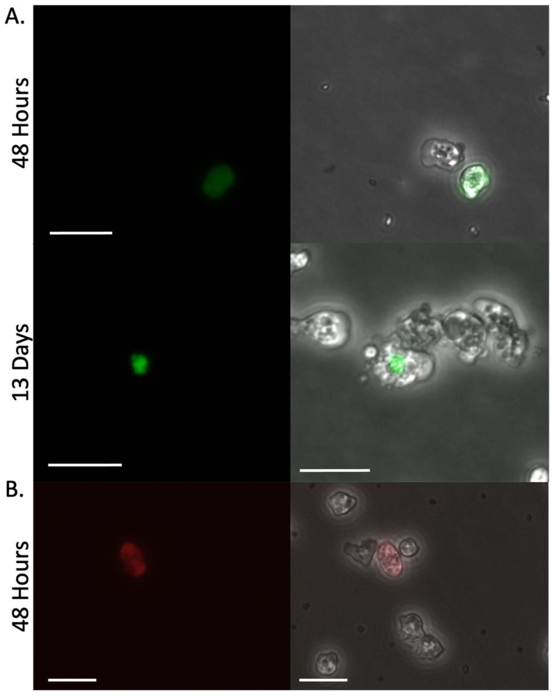 Pathogens 15 00012 g003