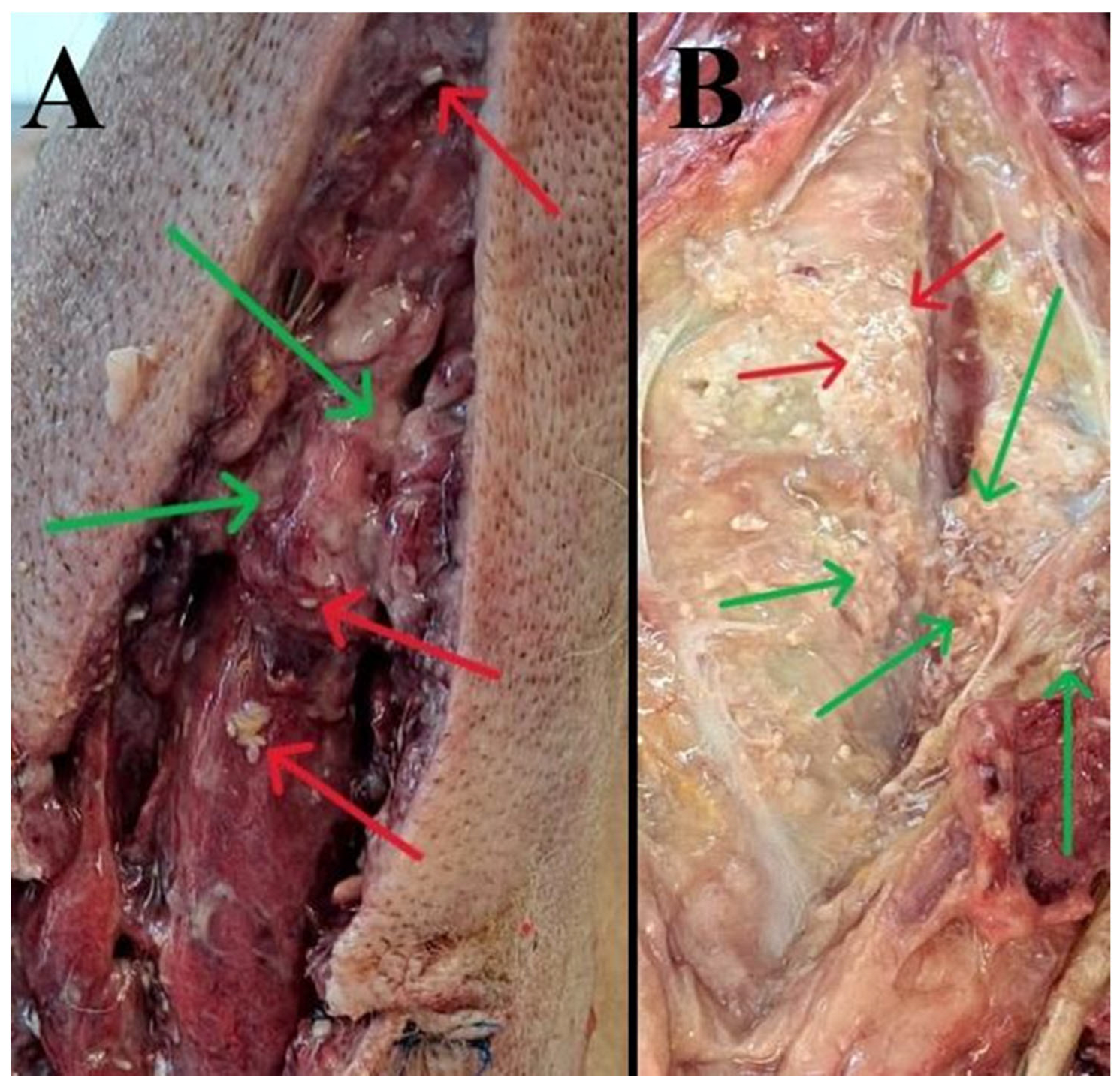 Pathogens 15 00025 g001