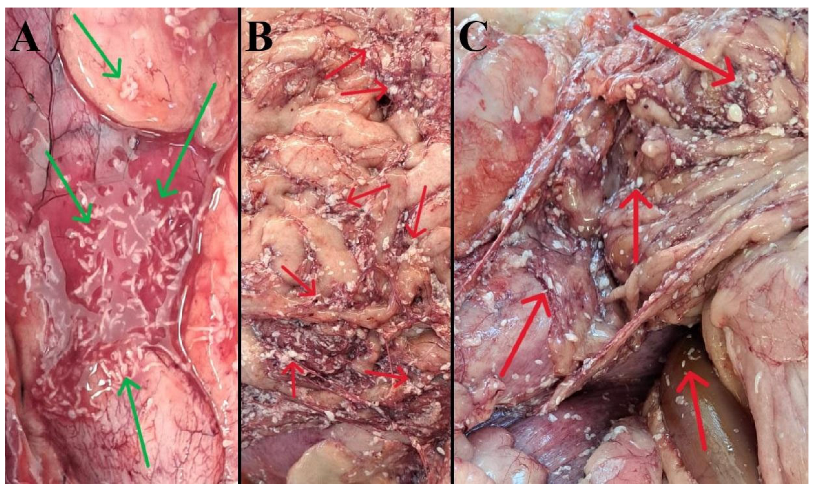 Pathogens 15 00025 g002
