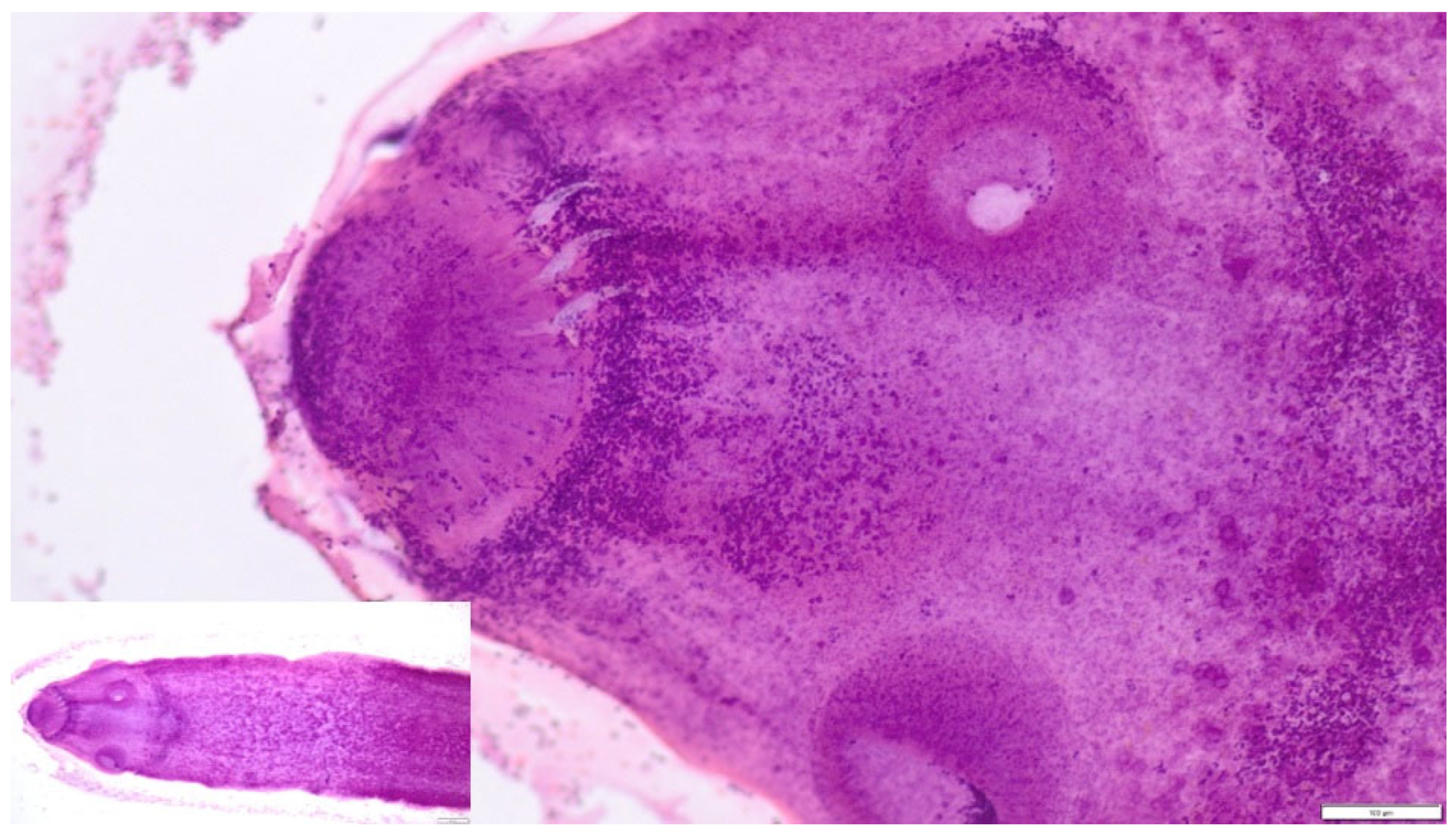 Pathogens 15 00025 g003