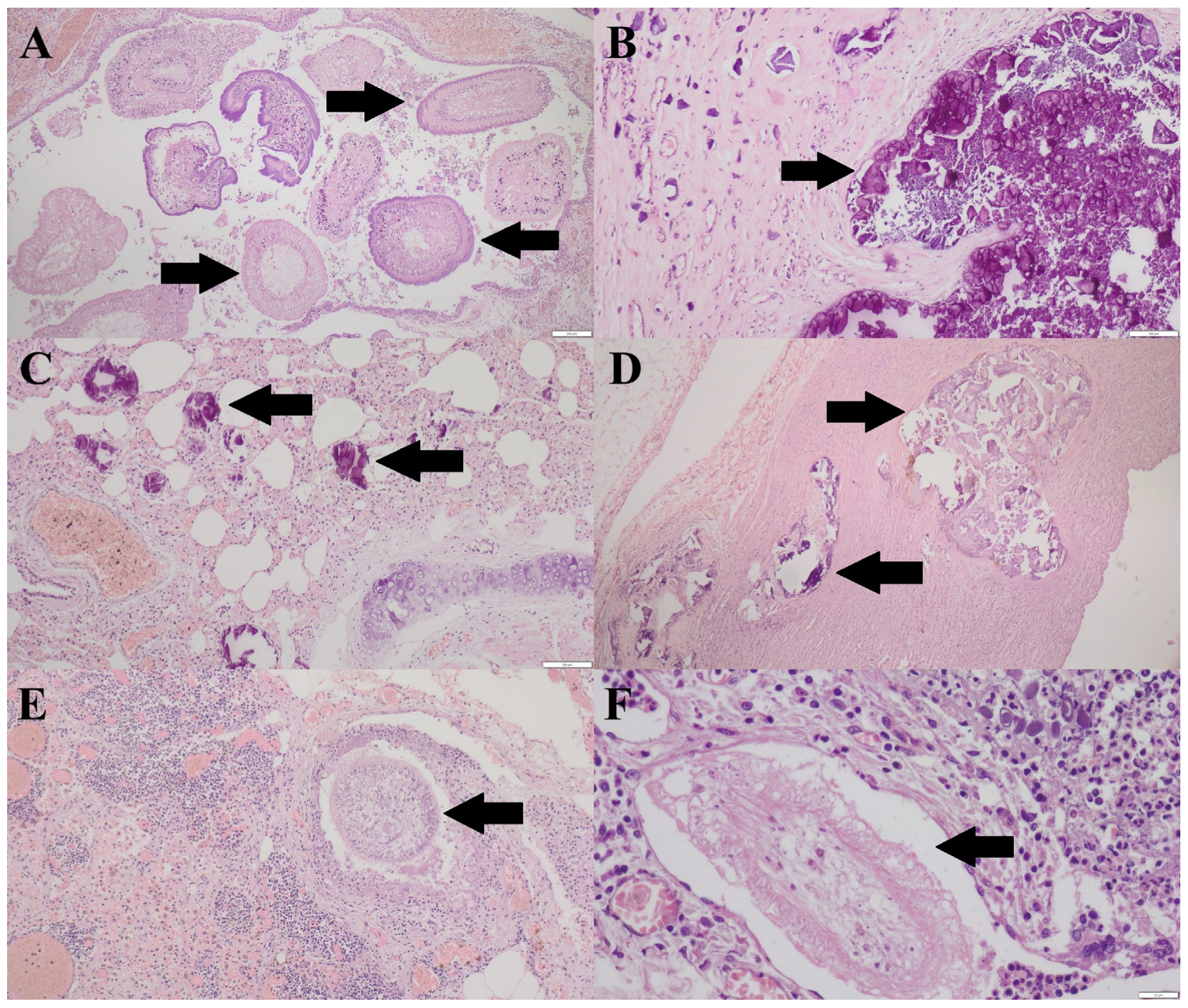 Pathogens 15 00025 g004