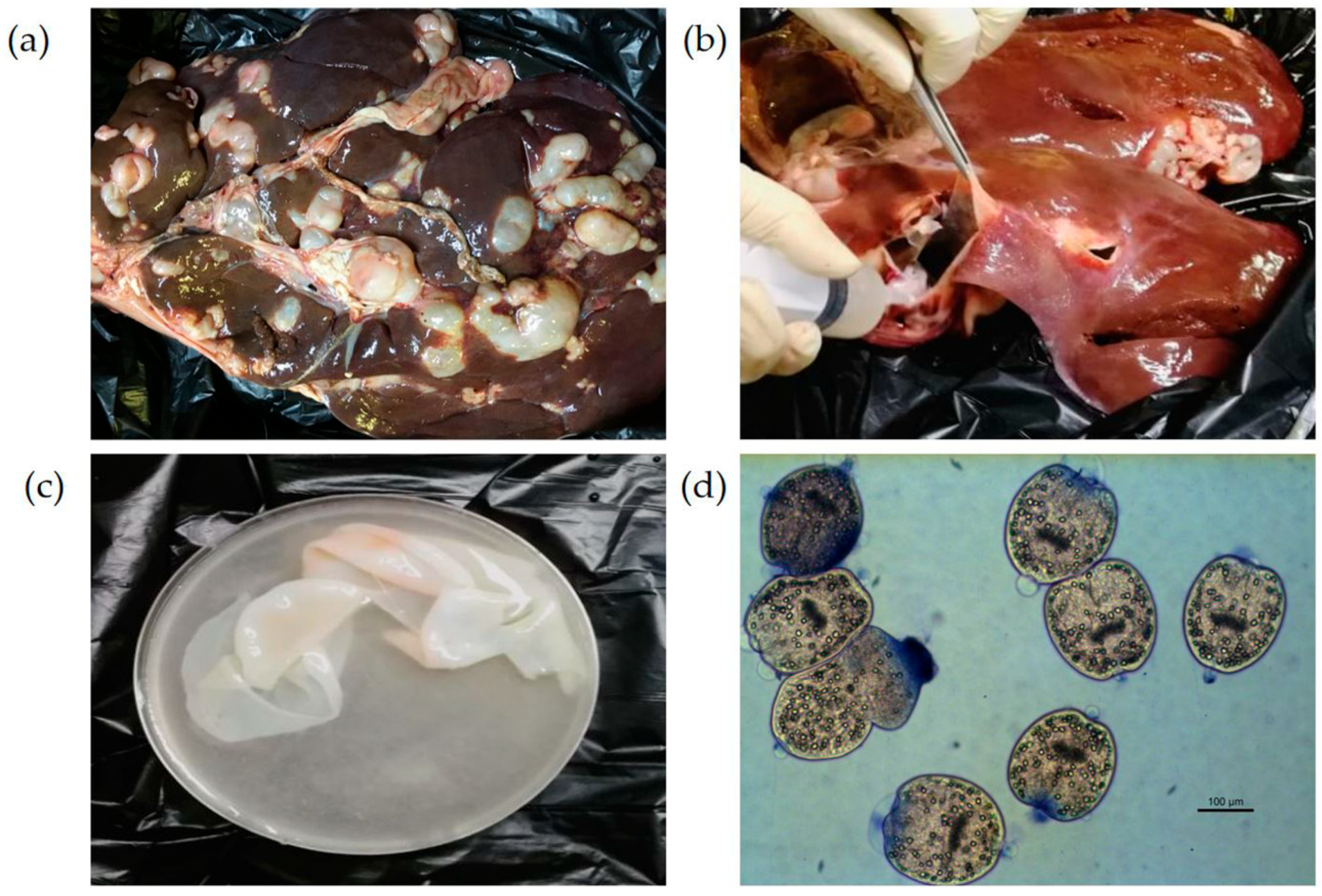 Pathogens 15 00040 g002