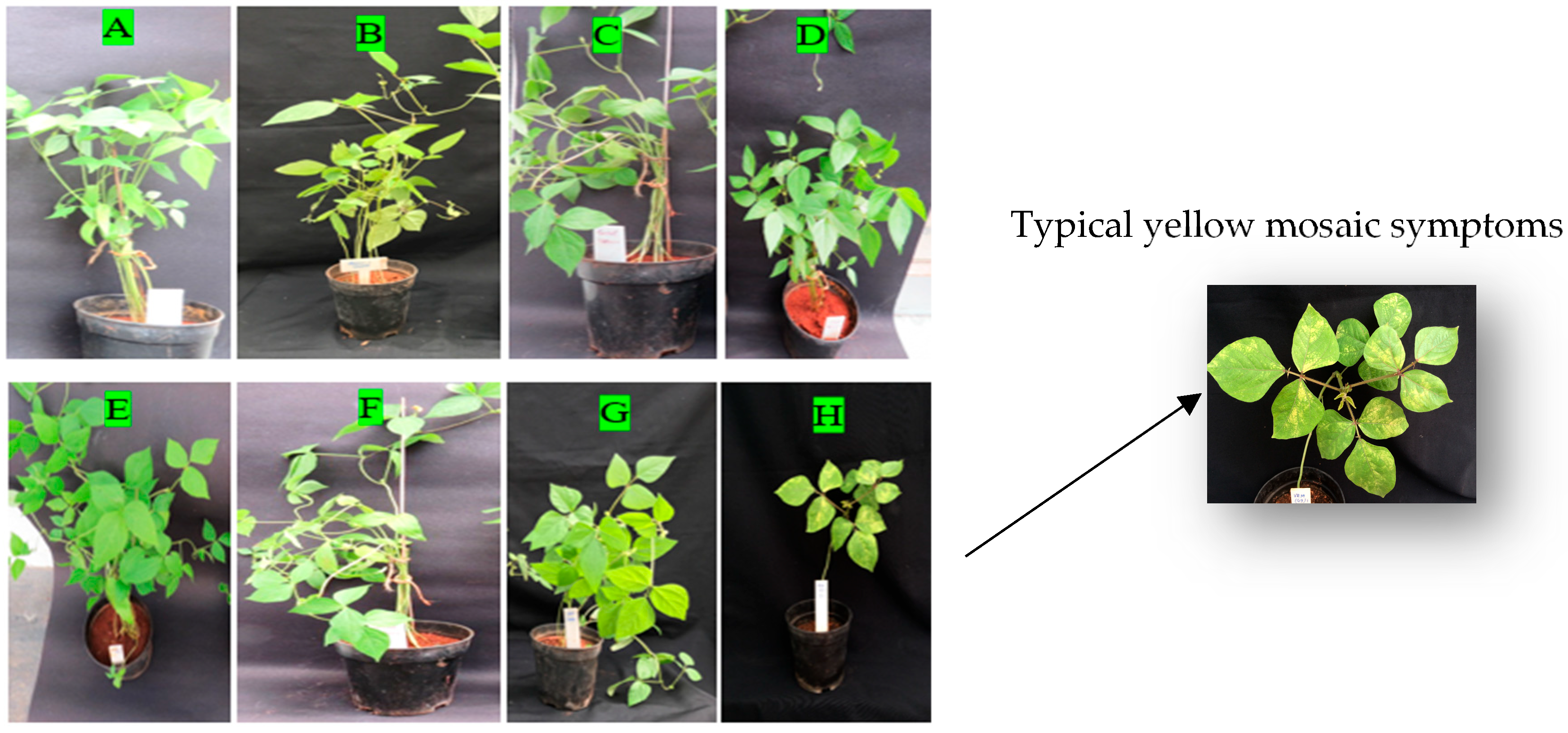 Pathogens 15 00046 g002