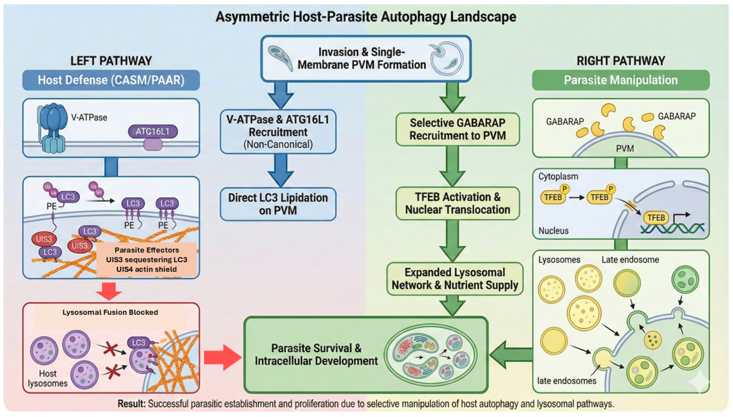 Pathogens 15 00070 g003