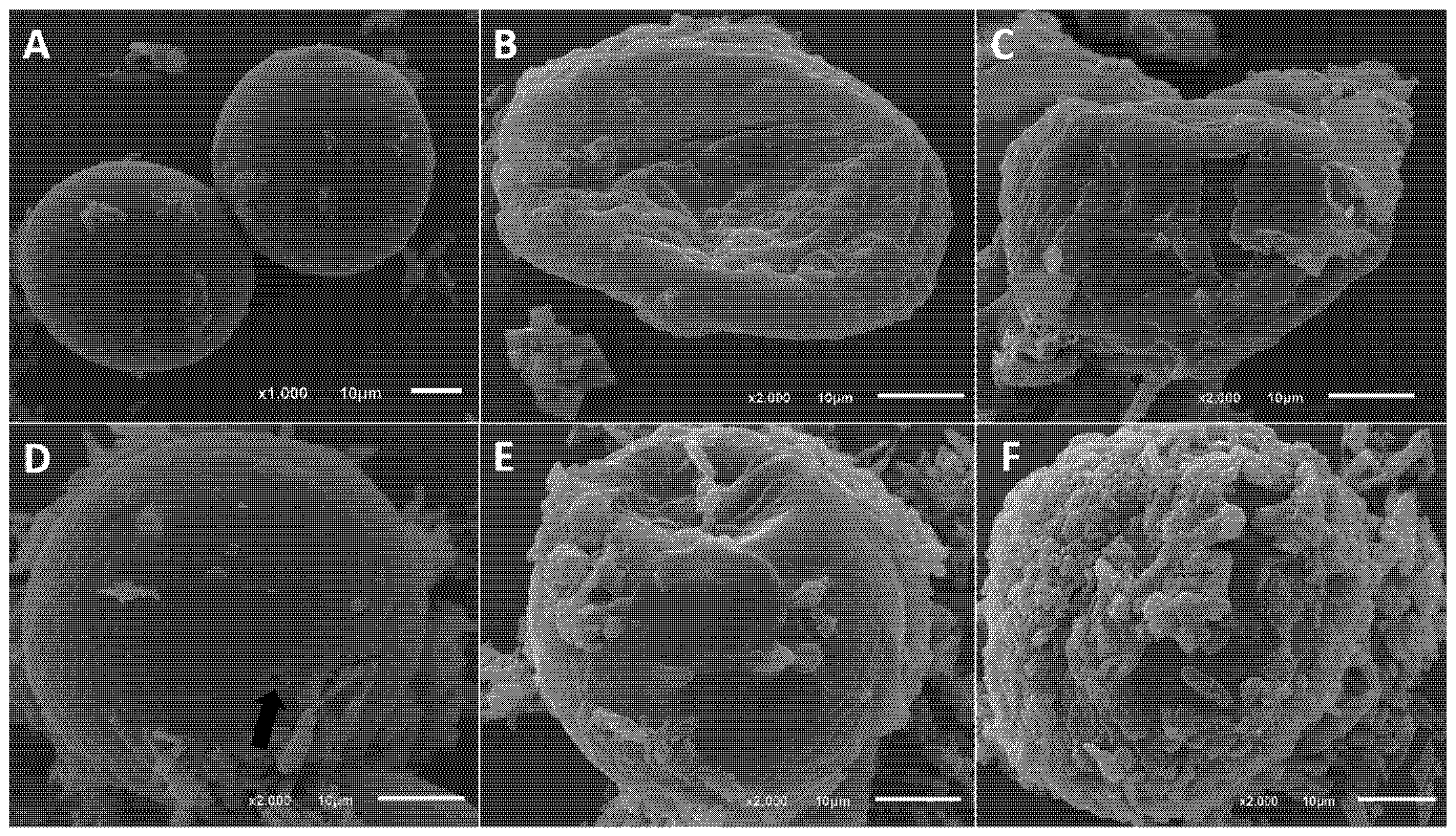 Pathogens 15 00095 g002 Pathogens 15 00095 g002