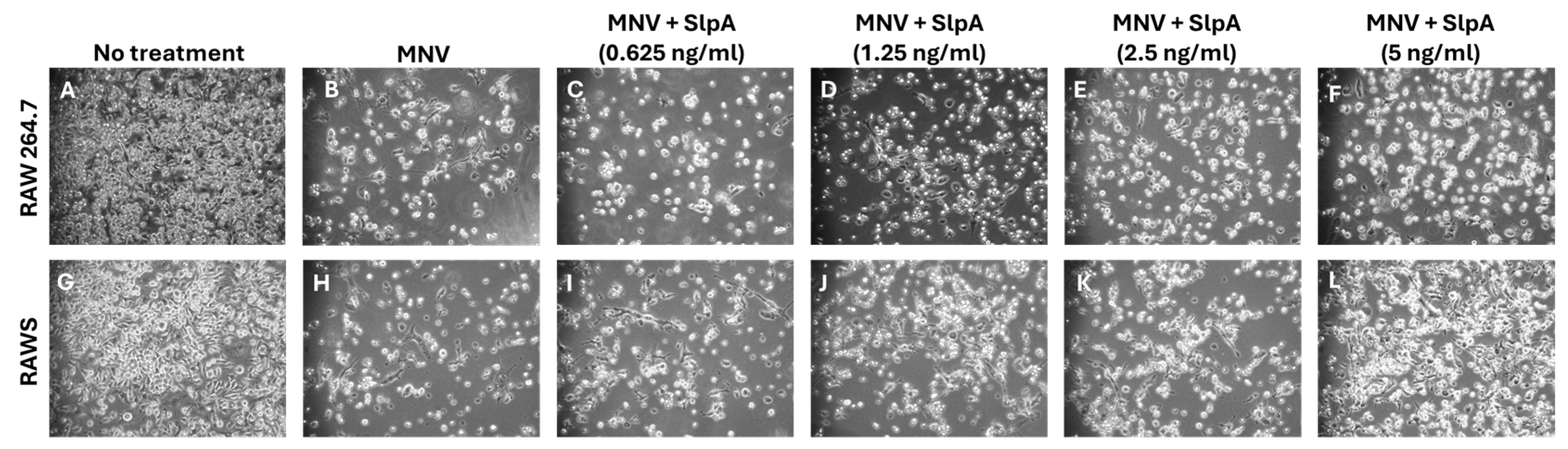 Pathogens 15 00103 g002
