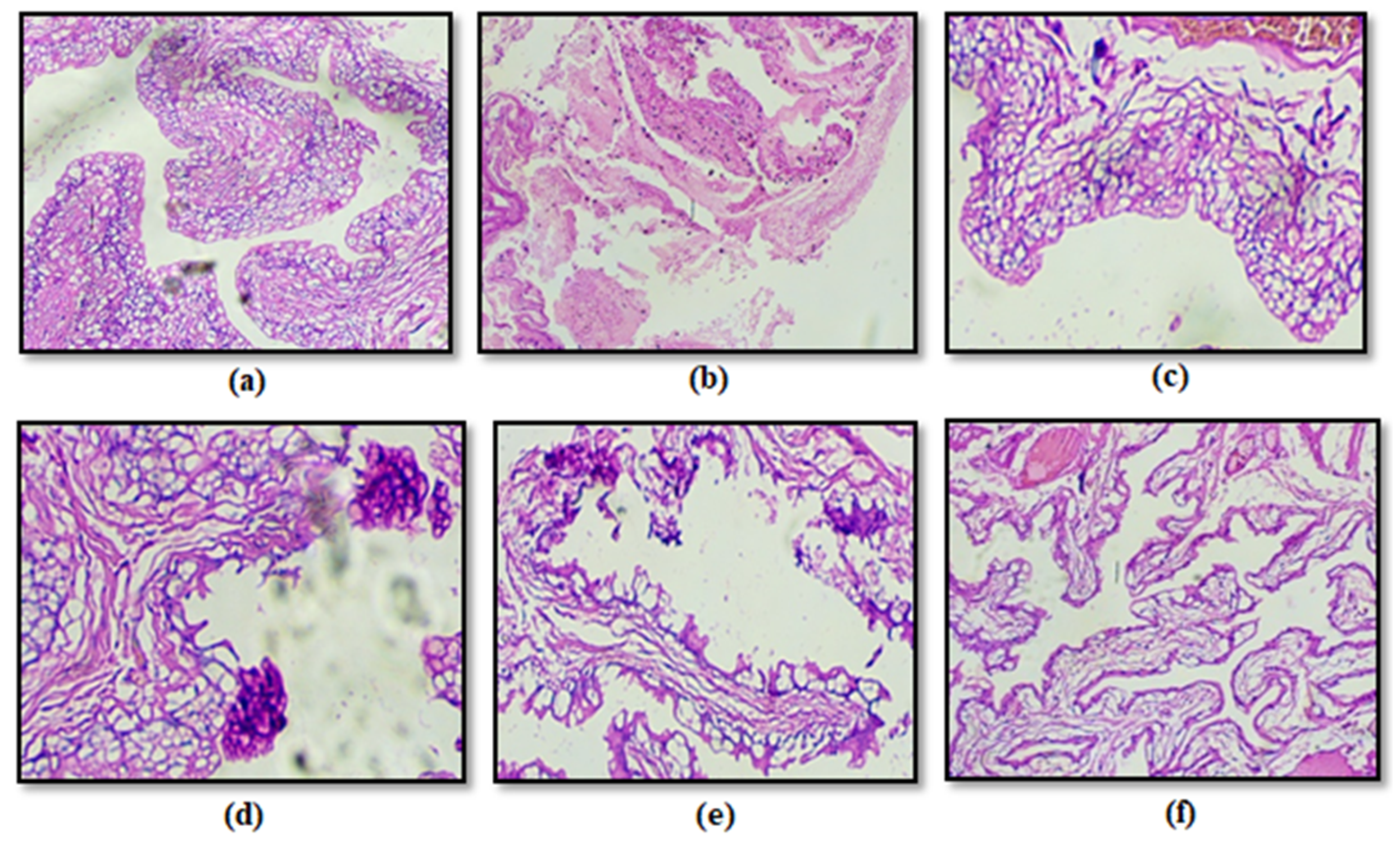Pathogens 15 00111 g011 Pathogens 15 00111 g011