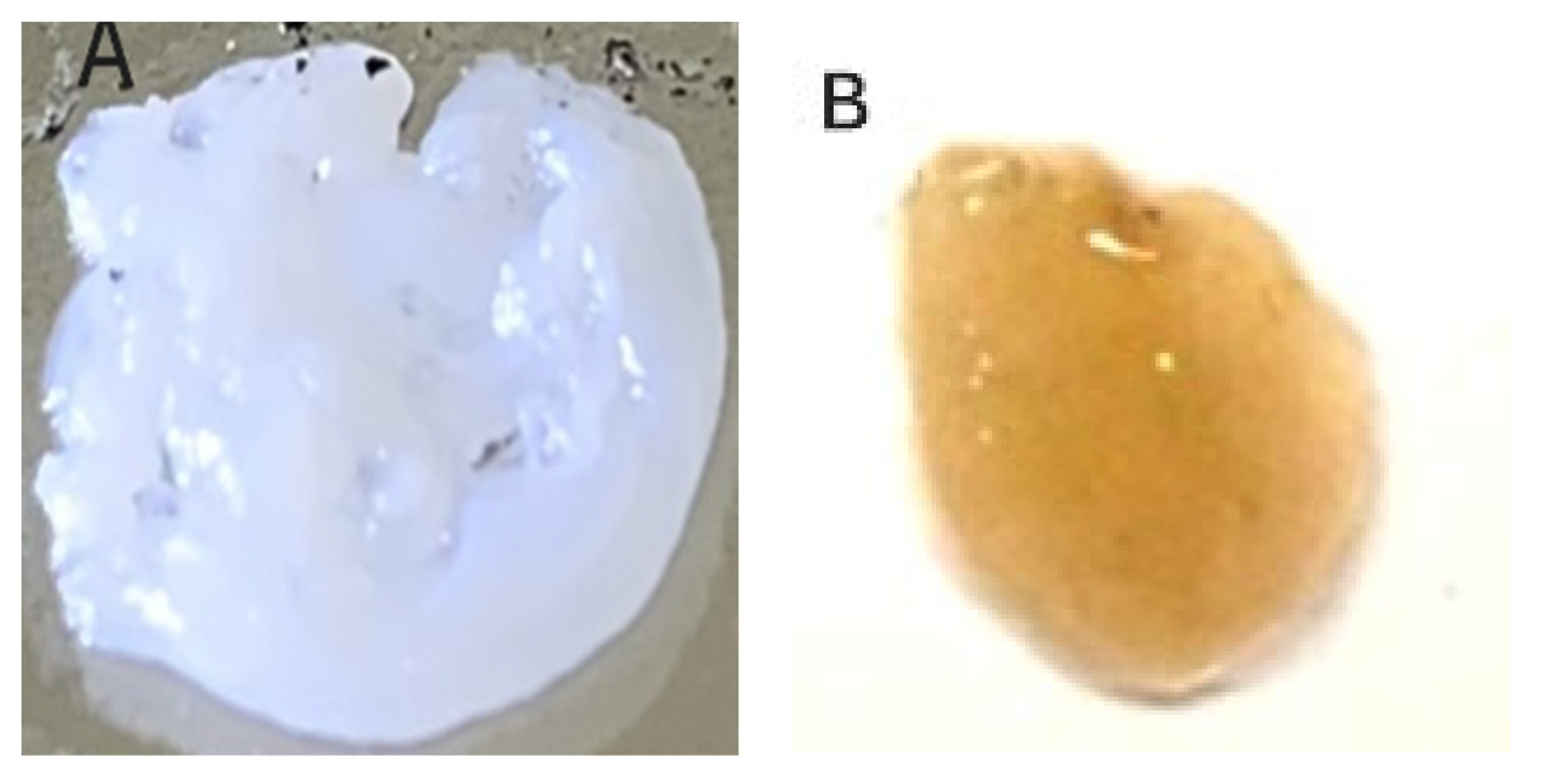 Pathogens 15 00188 g002a