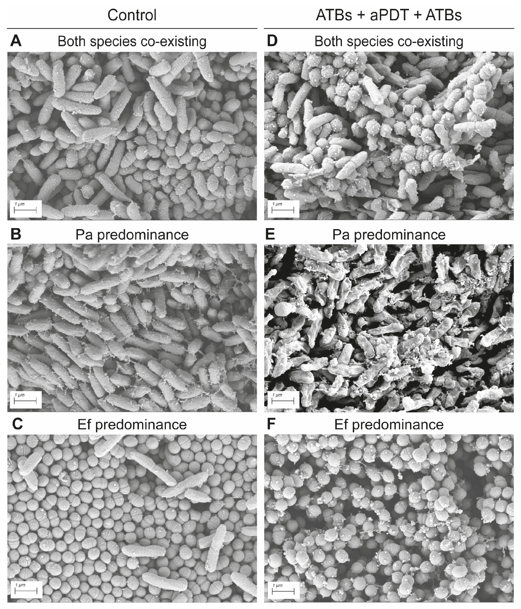 Pathogens 15 00226 g009