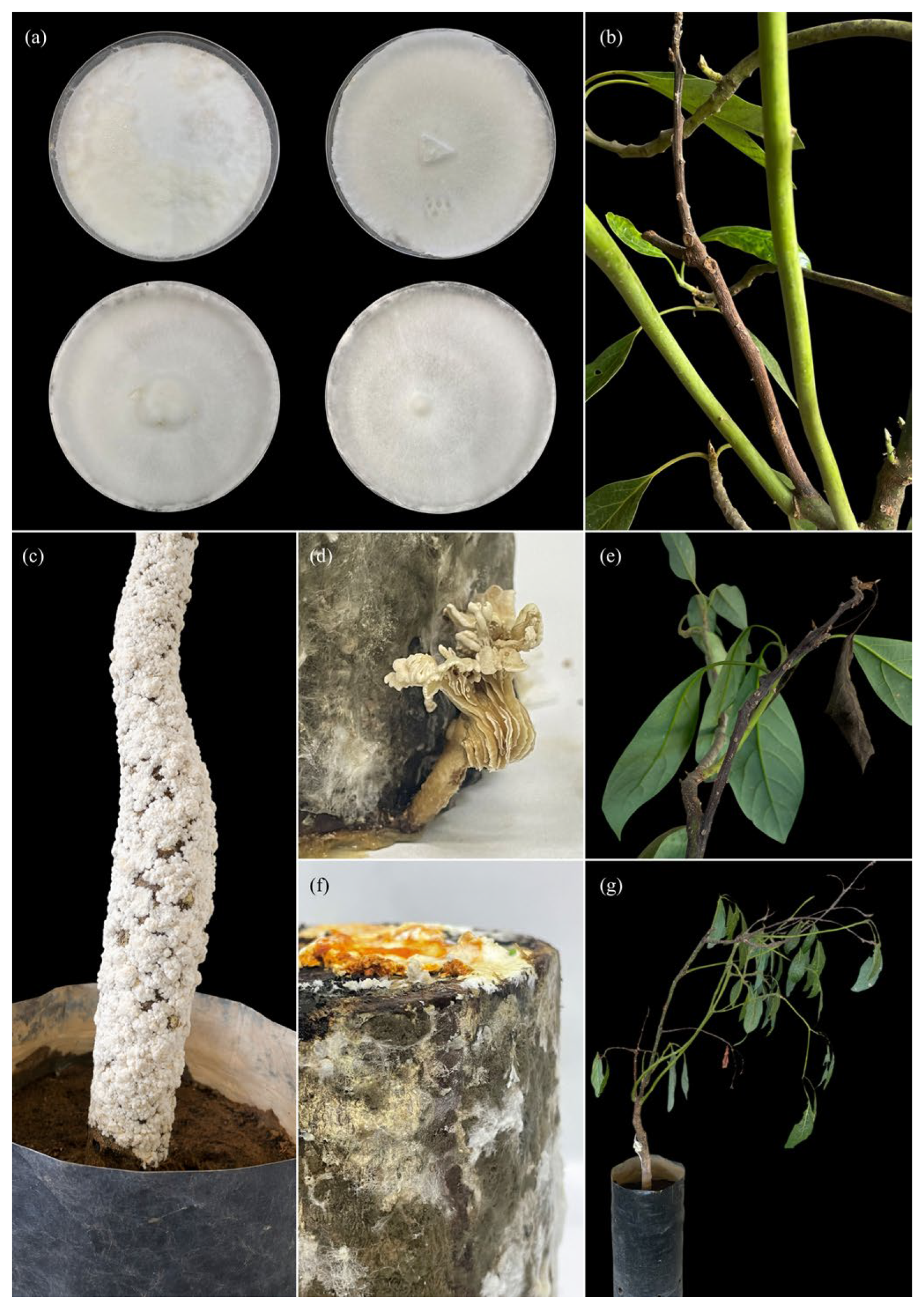 Pathogens 15 00244 g007