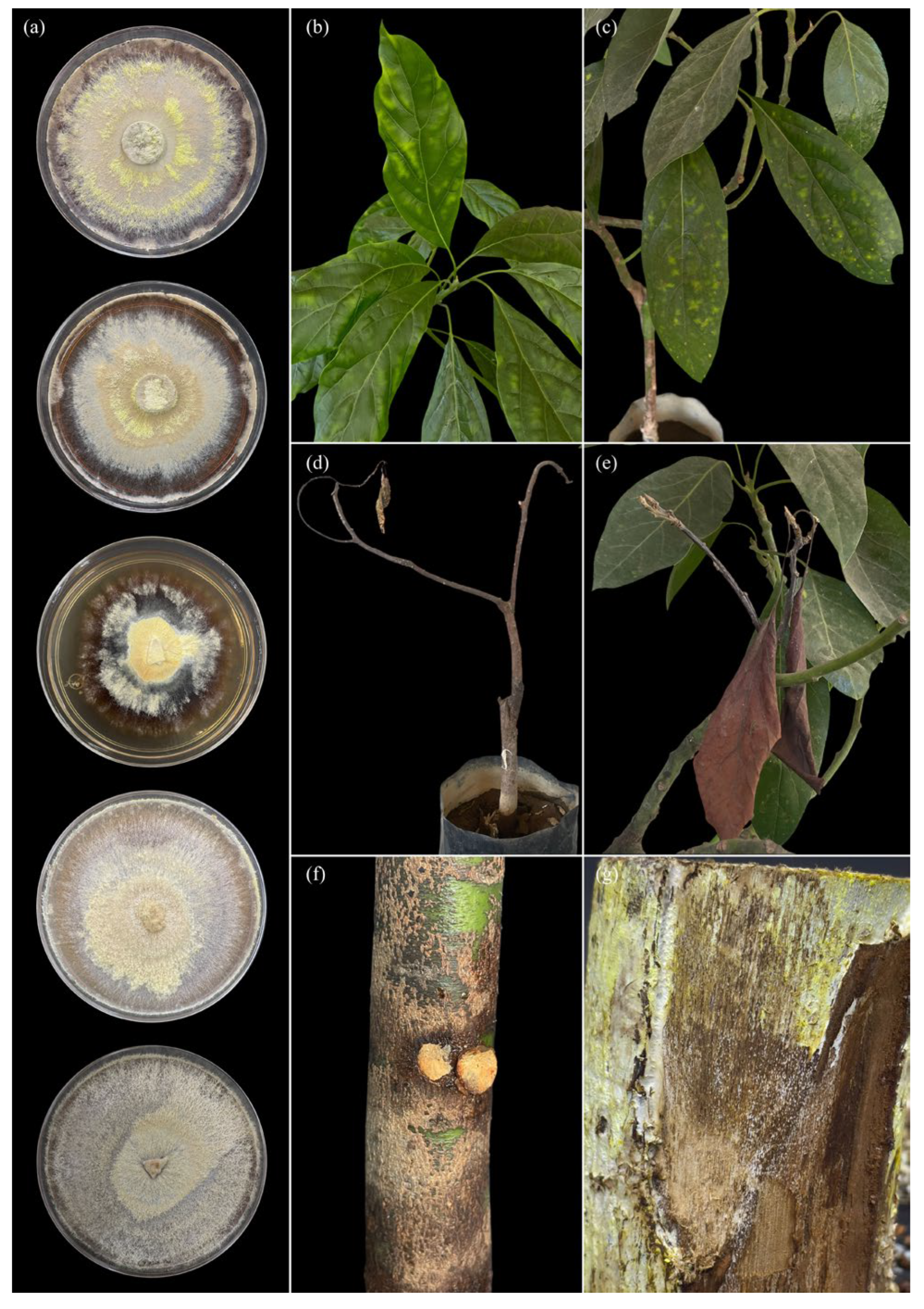 Pathogens 15 00244 g008