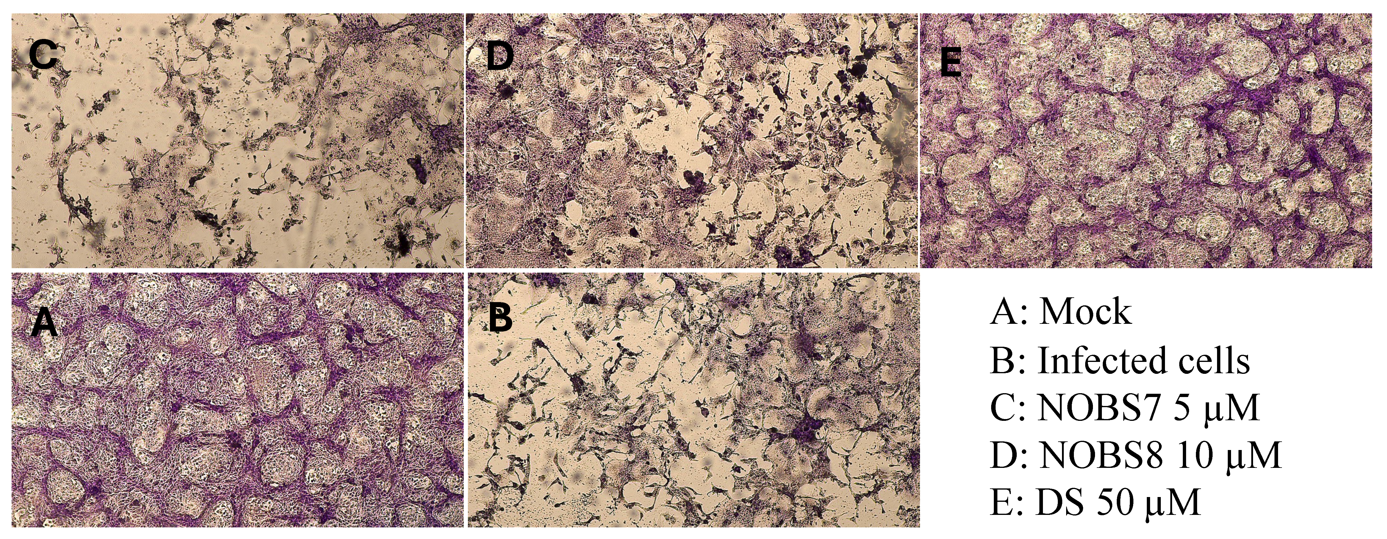 Pathogens 15 00260 g002 Pathogens 15 00260 g002