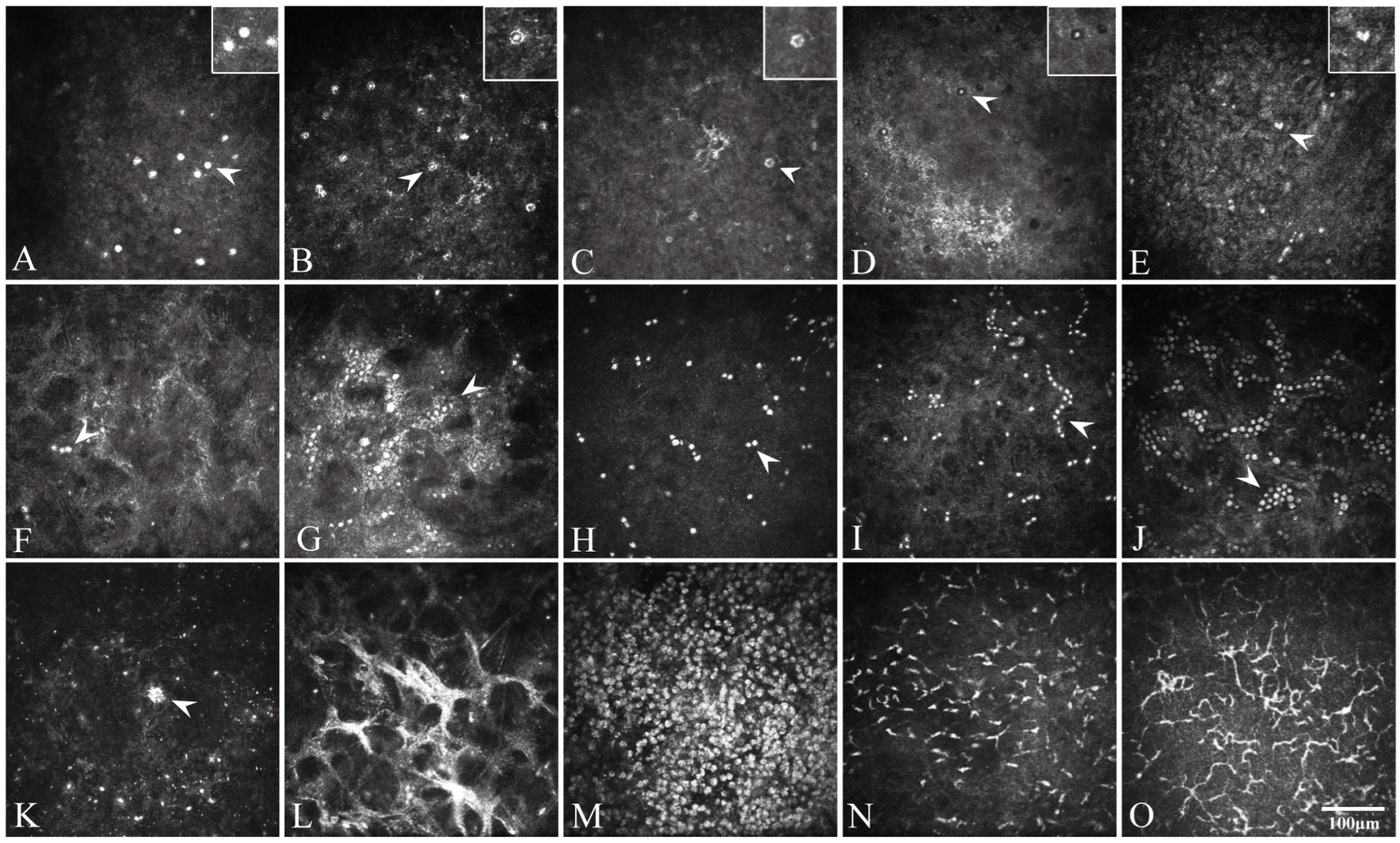 Pathogens 15 00262 g002 Pathogens 15 00262 g002
