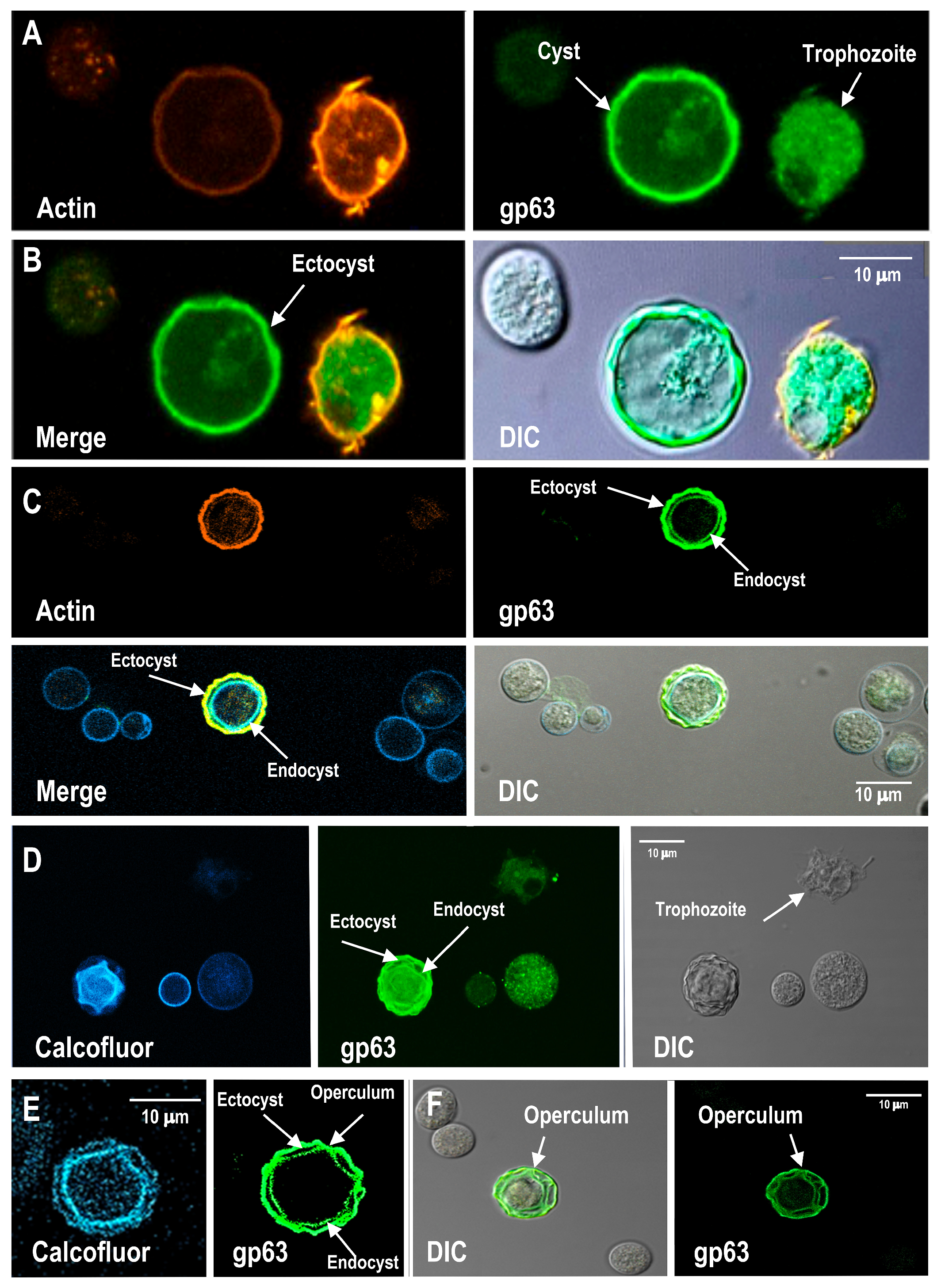 Pathogens 15 00263 g006