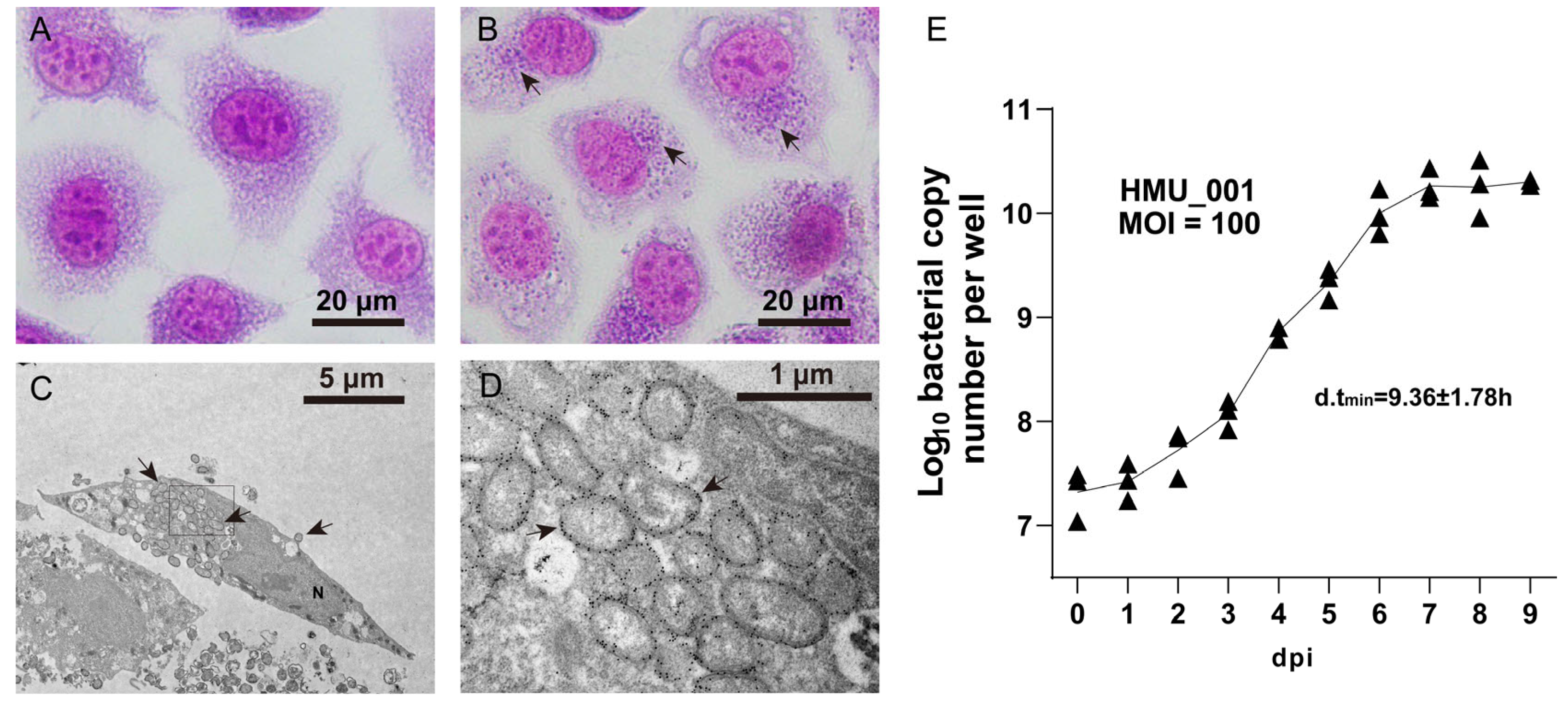 Pathogens 15 00318 g001