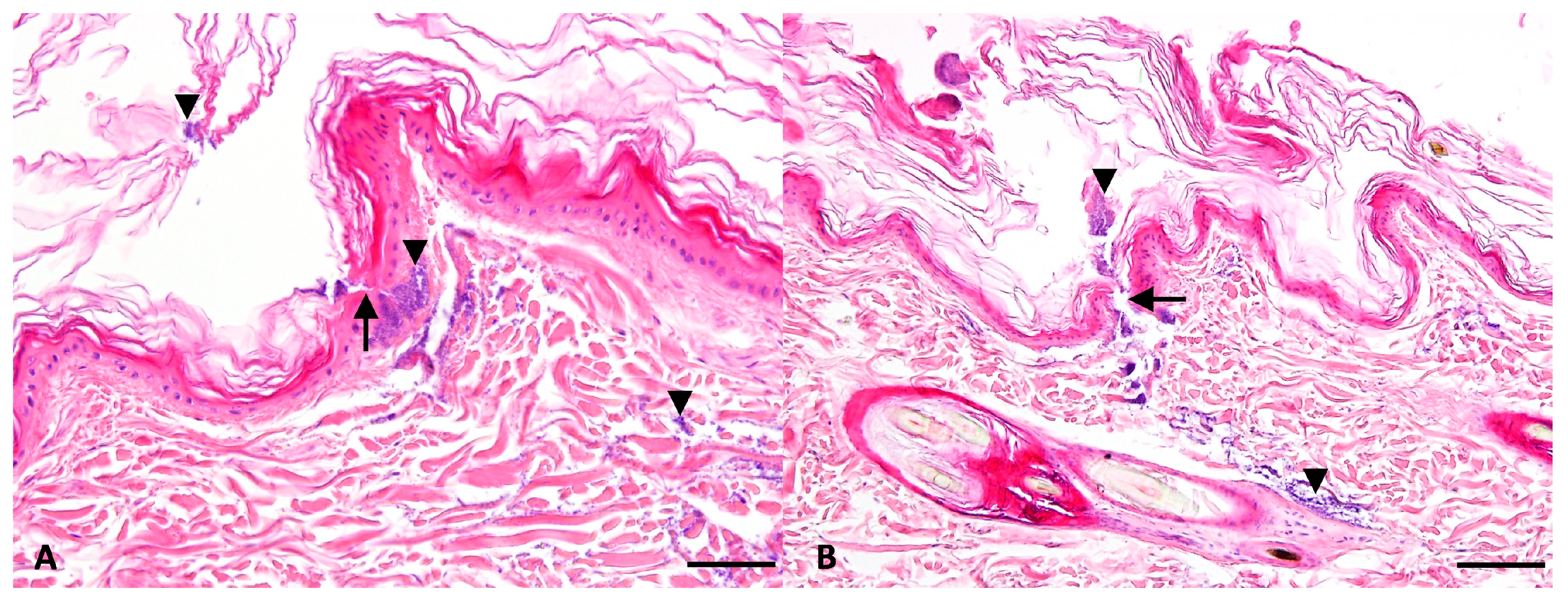 Pathogens 15 00323 g002