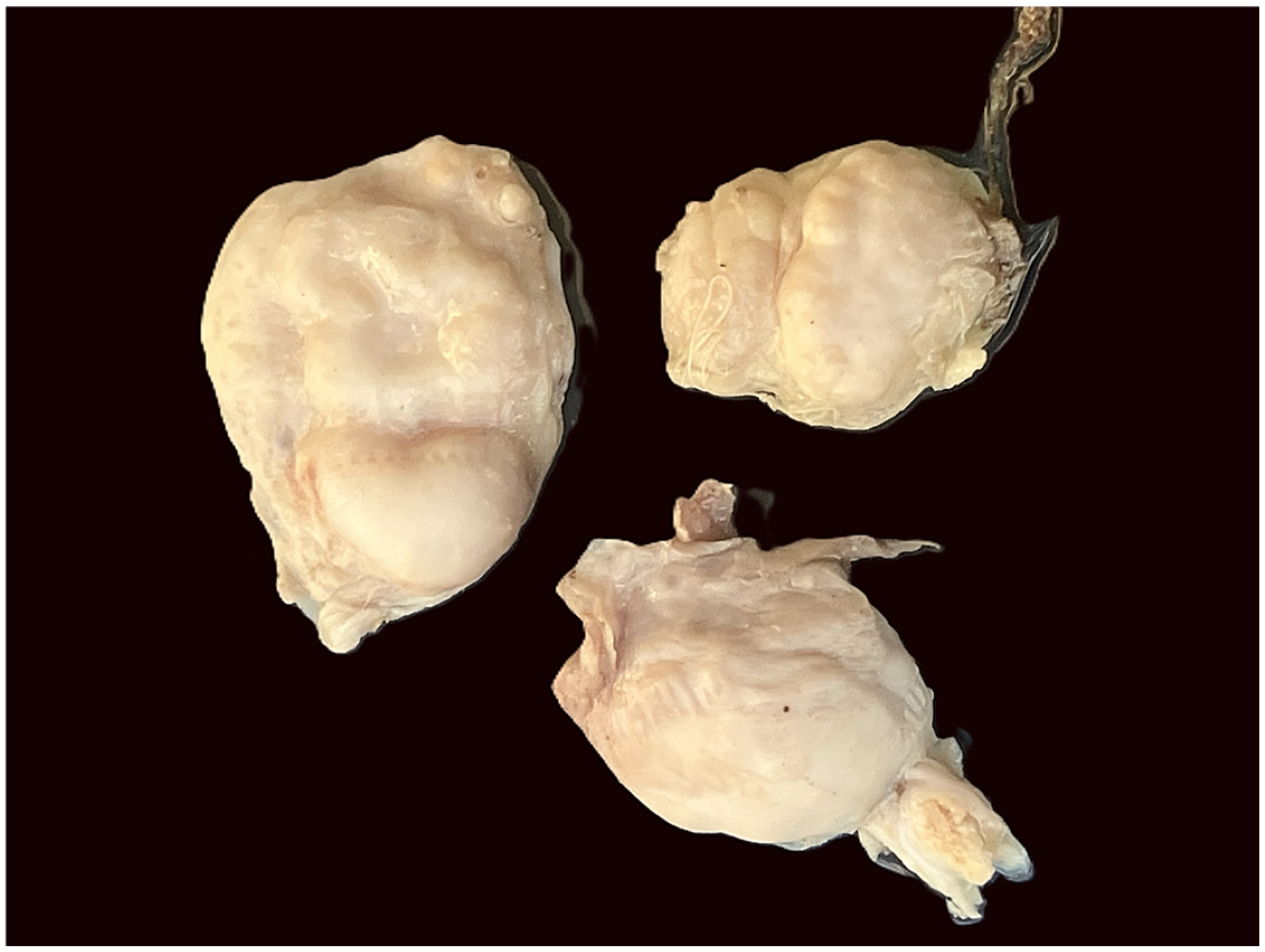 Pathogens 15 00344 g002