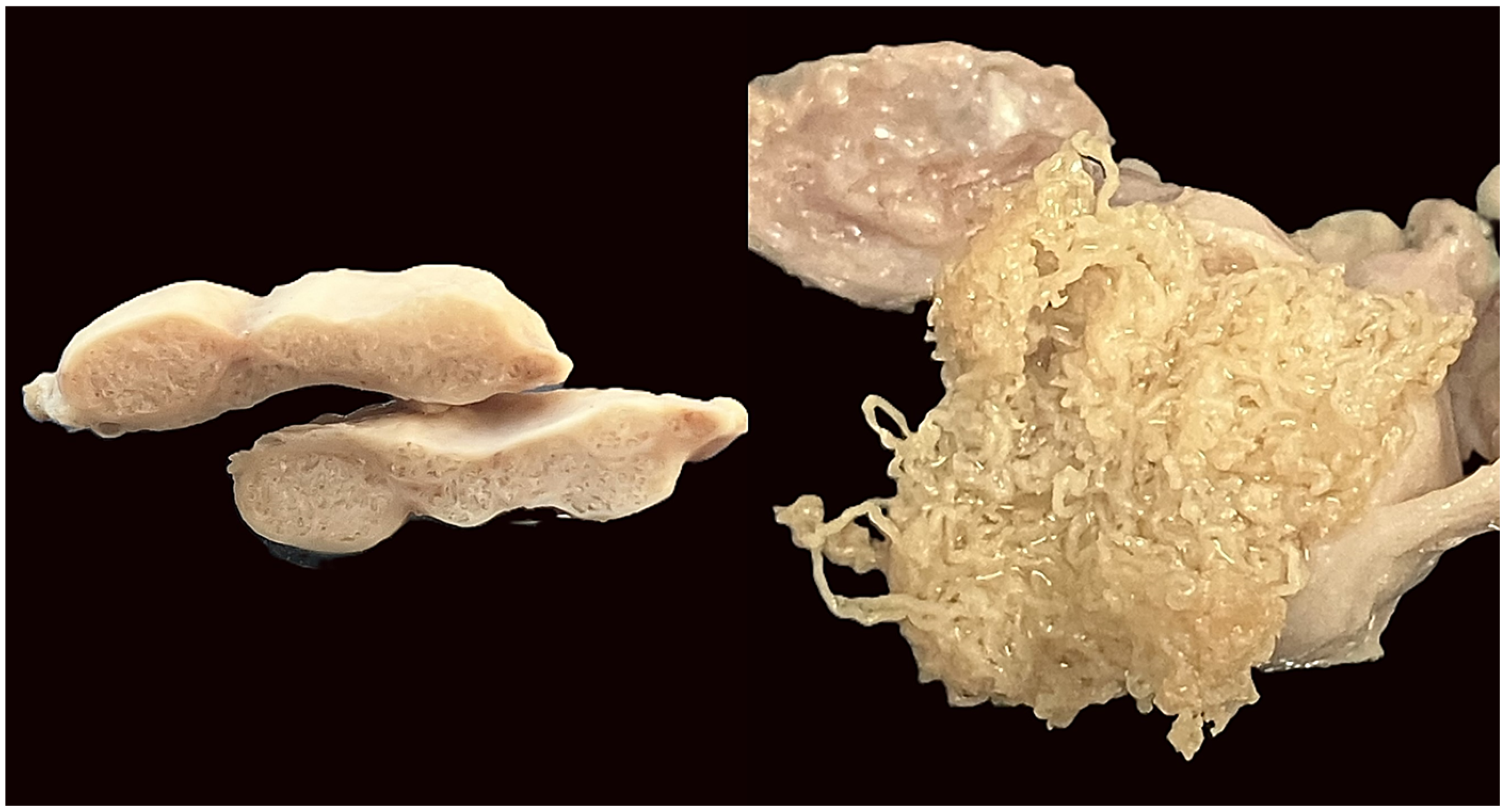Pathogens 15 00344 g003
