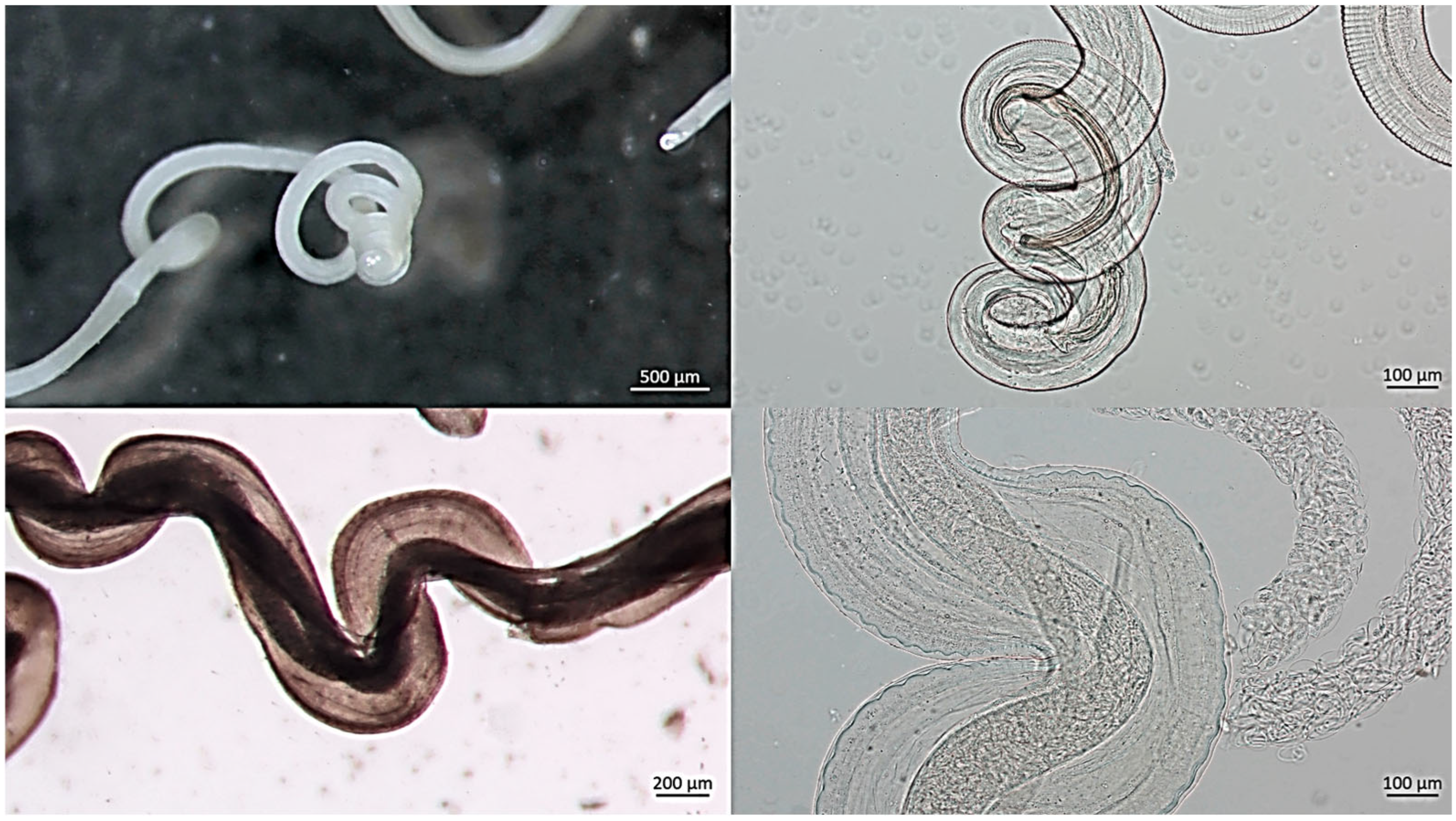 Pathogens 15 00344 g005