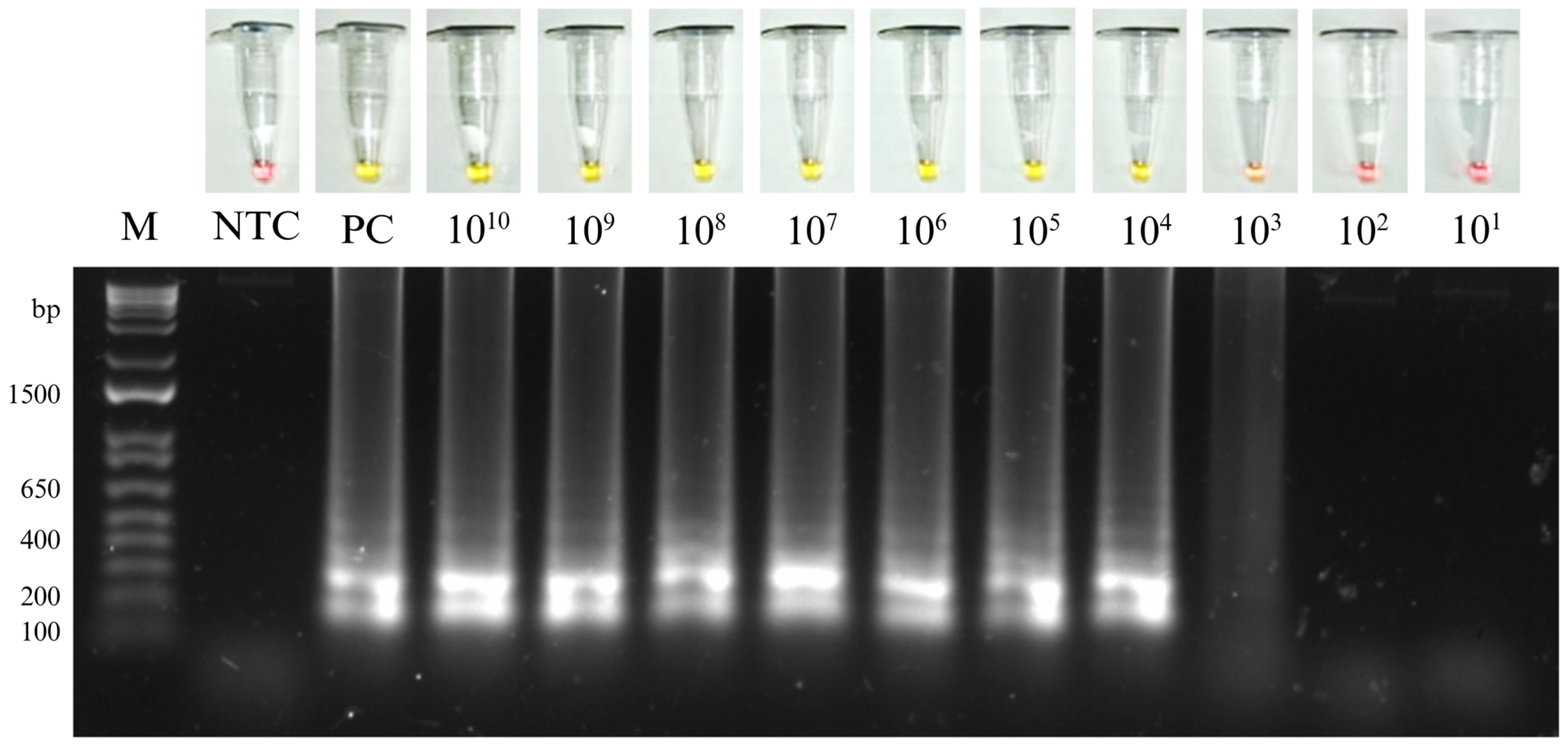 Detection of Dengue Virus Serotype 3 Using a Colorimetric Reverse