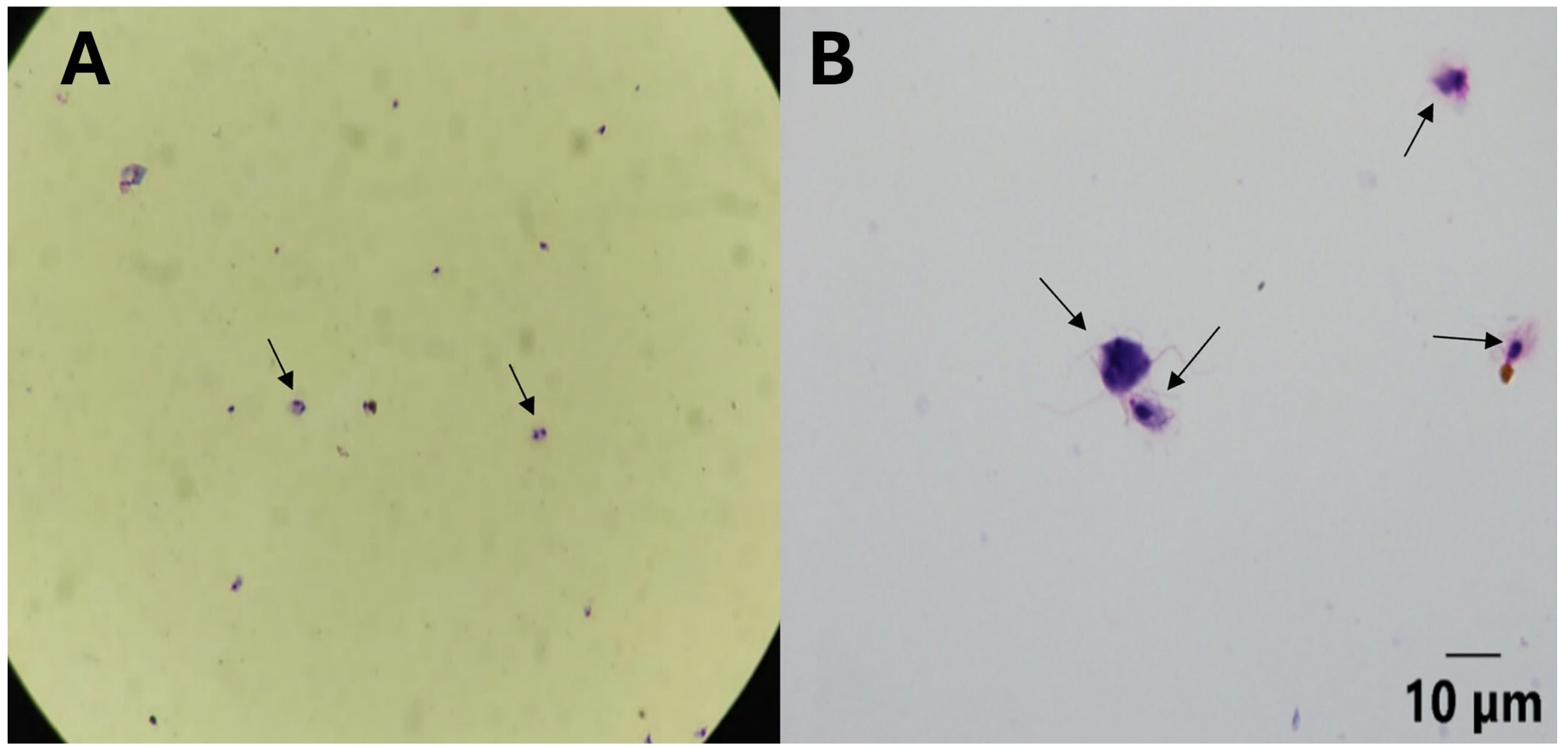 Pathogens 15 00428 g003 Pathogens 15 00428 g003