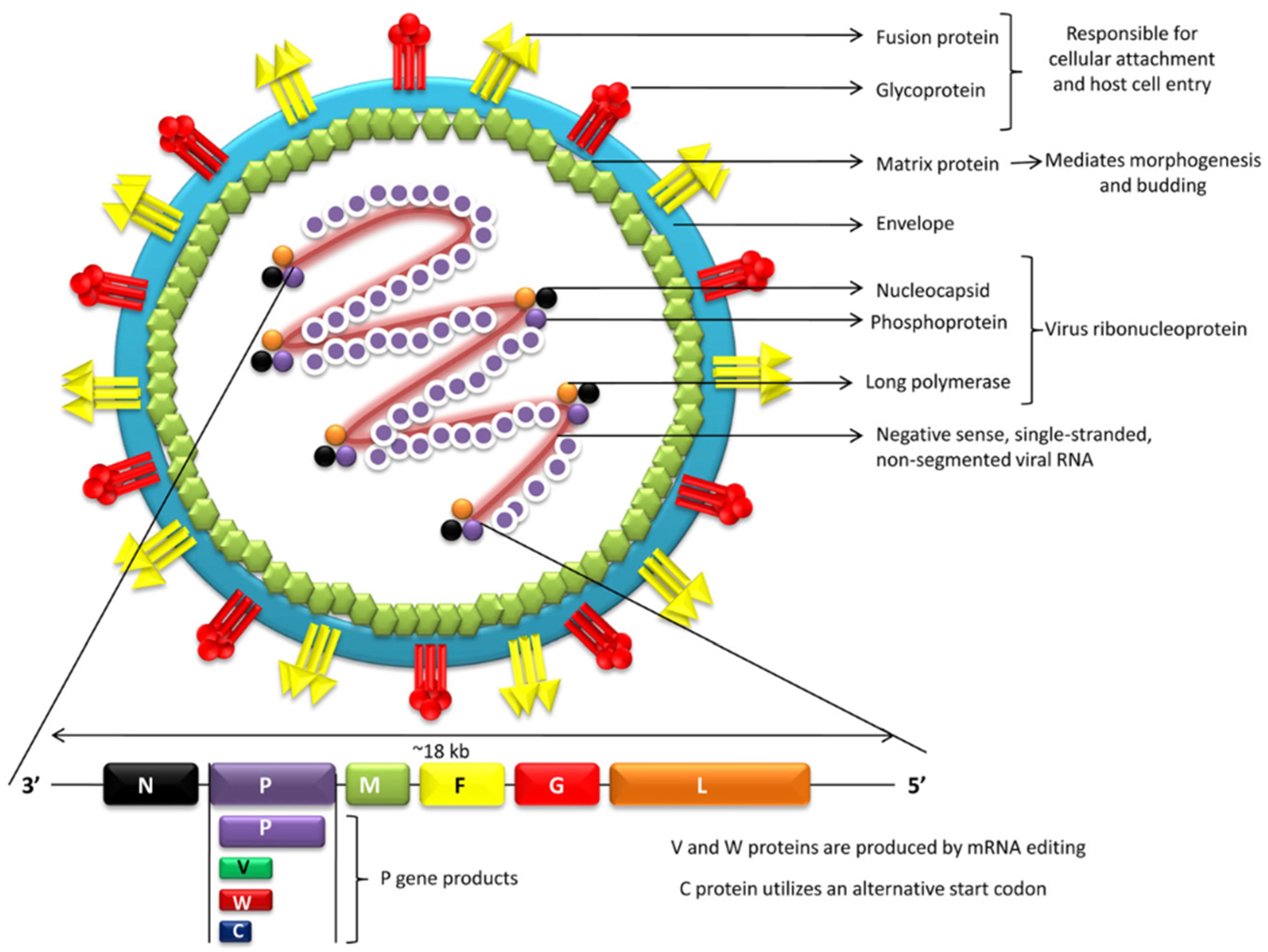 Pathogens 15 00443 g002 Pathogens 15 00443 g002