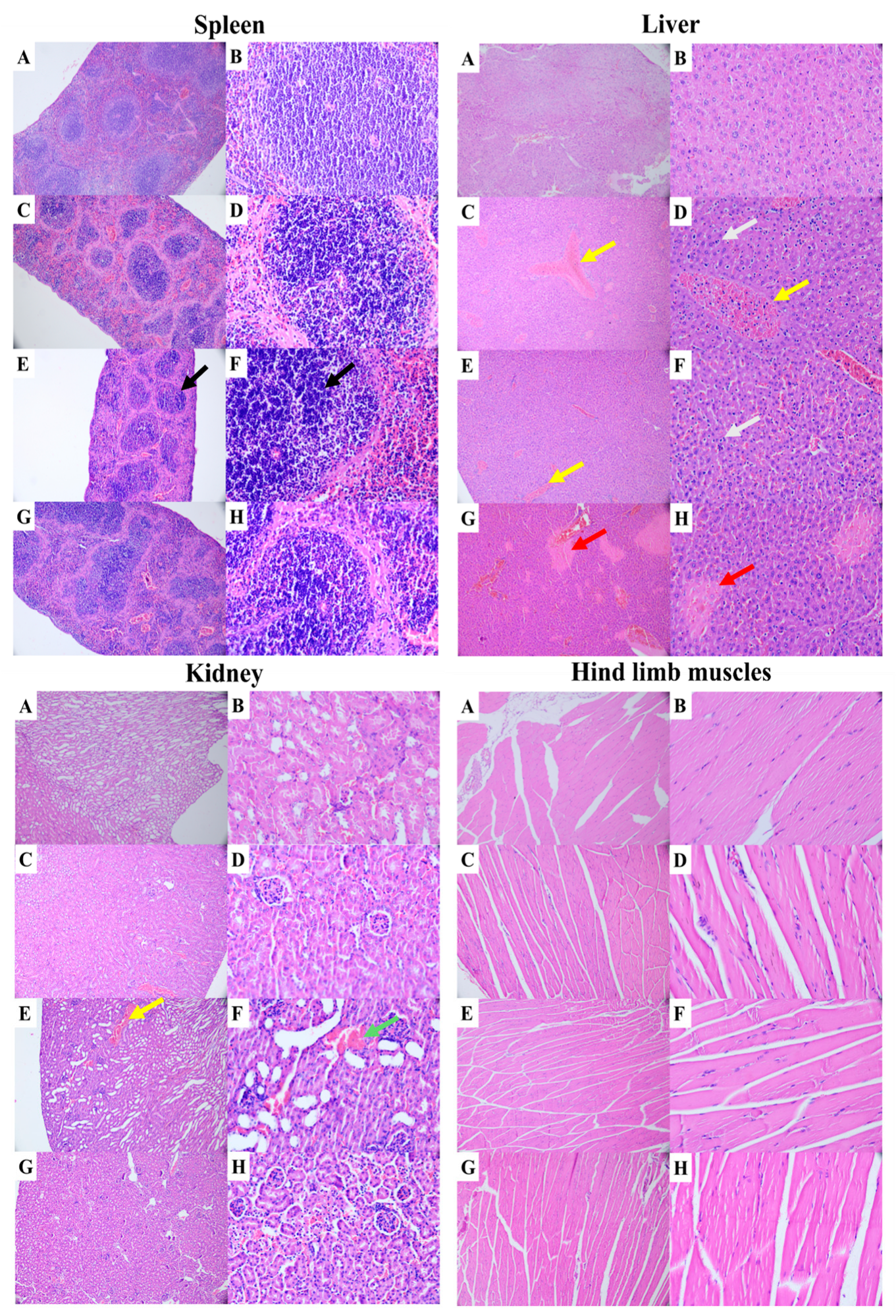 Pathogens 15 00454 g004 Pathogens 15 00454 g004