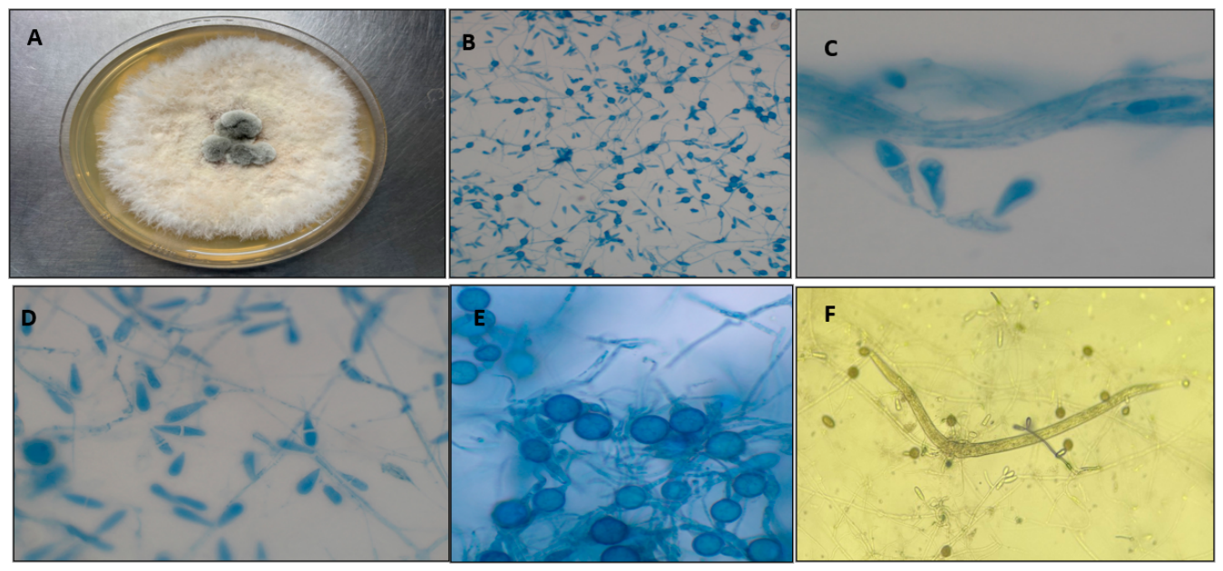 Pathogens 15 00488 g002 Pathogens 15 00488 g002