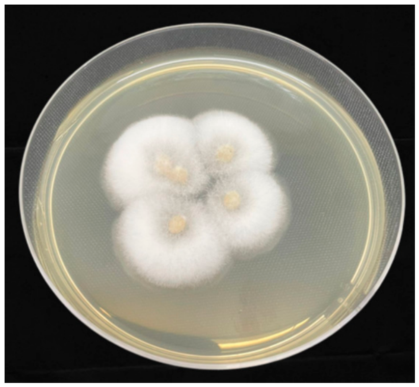 Pathogens 15 00488 g006 Pathogens 15 00488 g006