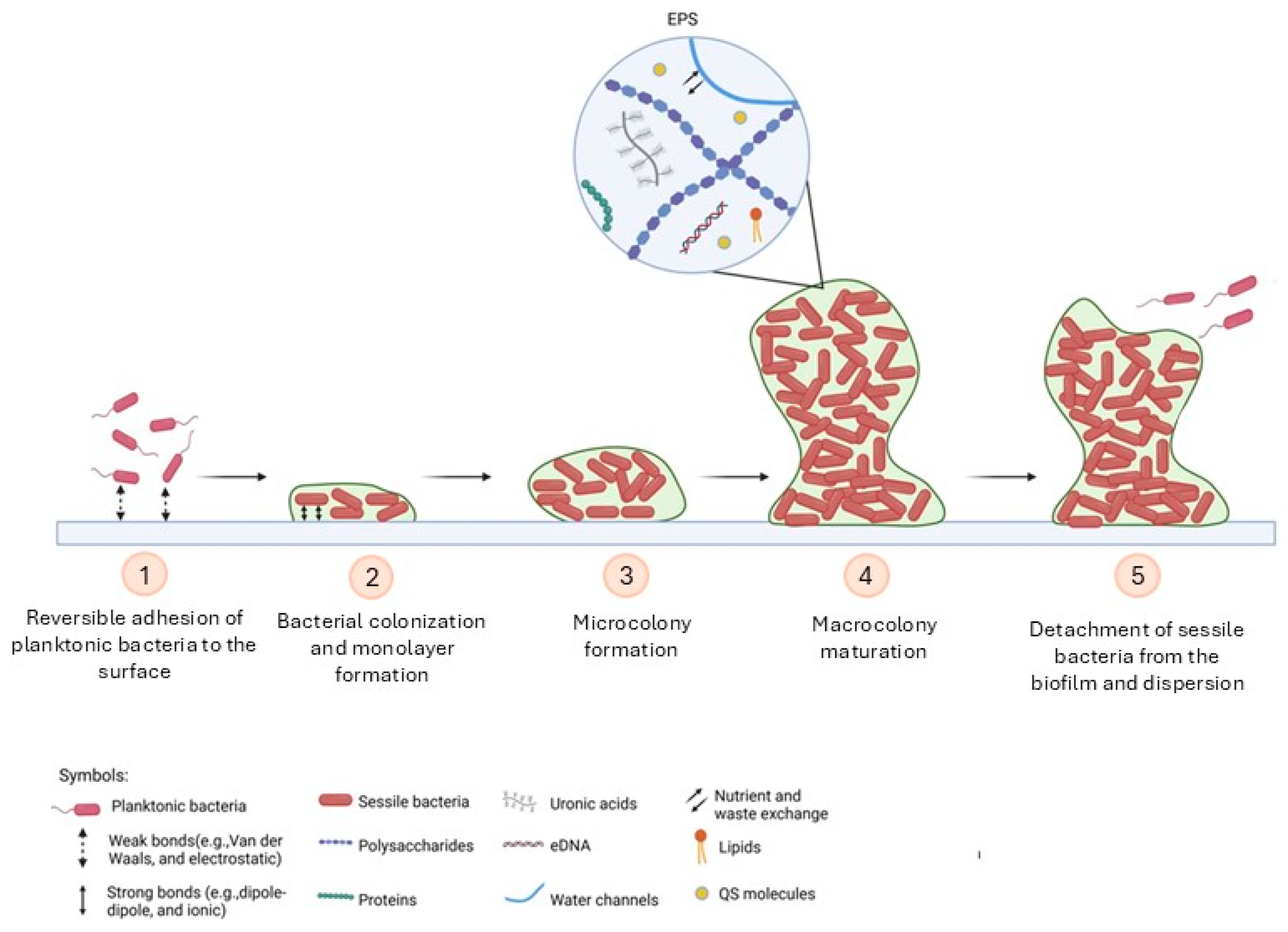 Pathogens 15 00493 g001 Pathogens 15 00493 g001