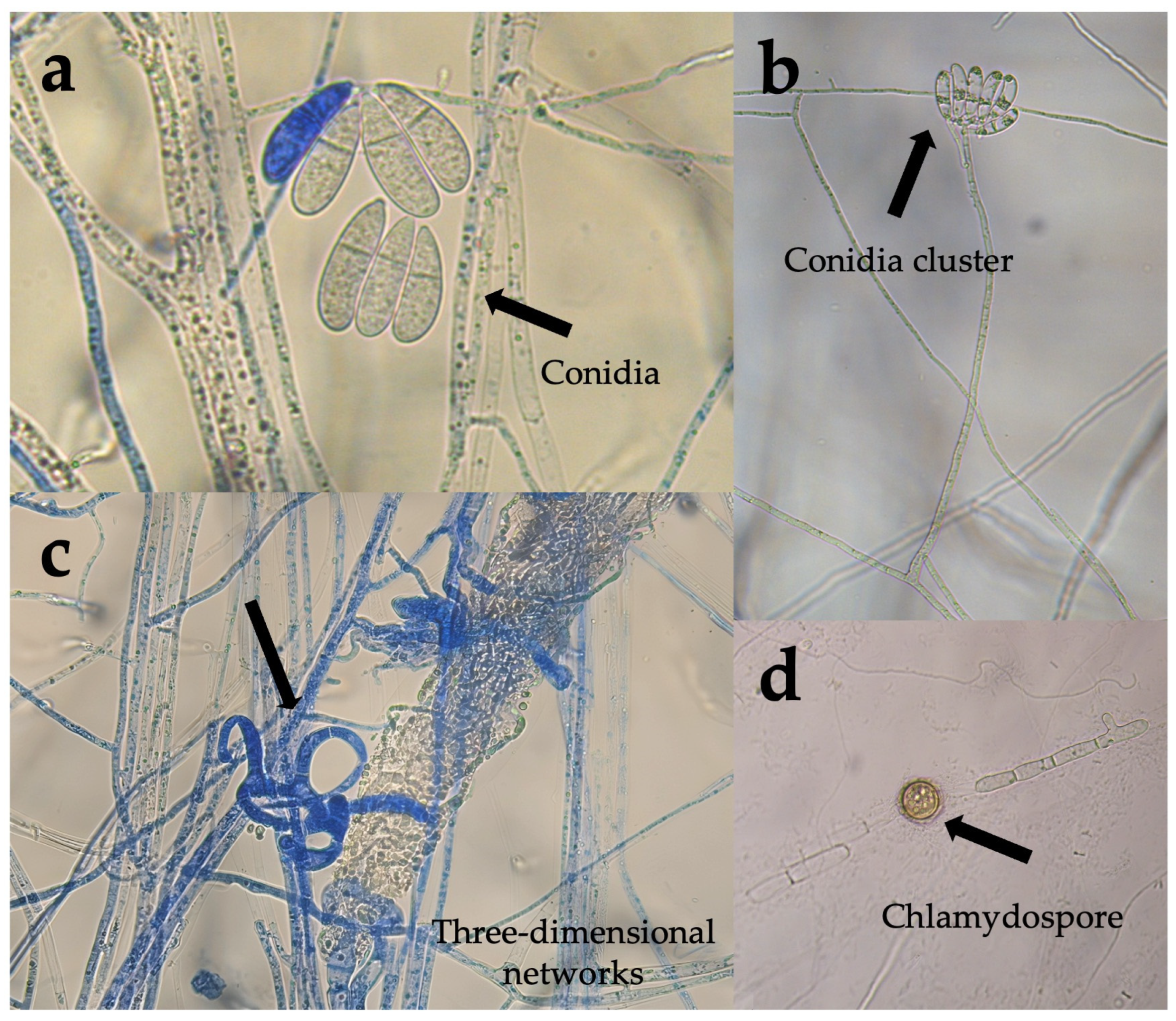 Pathogens 15 00519 g001 Pathogens 15 00519 g001