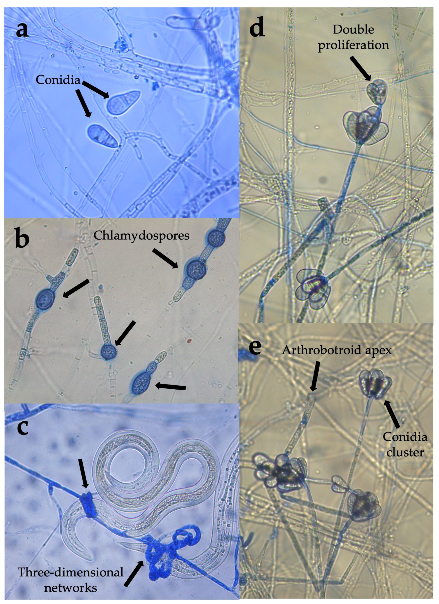 Pathogens 15 00519 g002 Pathogens 15 00519 g002