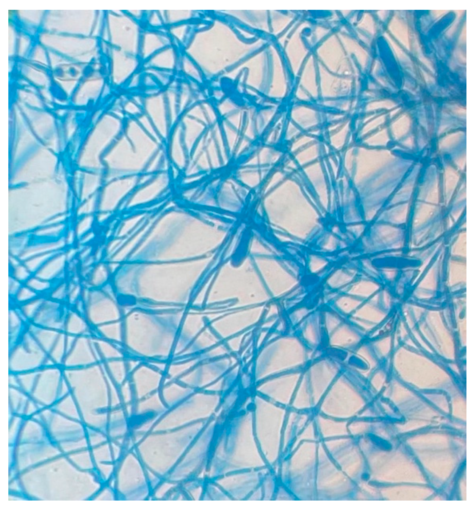Pathogens 15 00523 g003